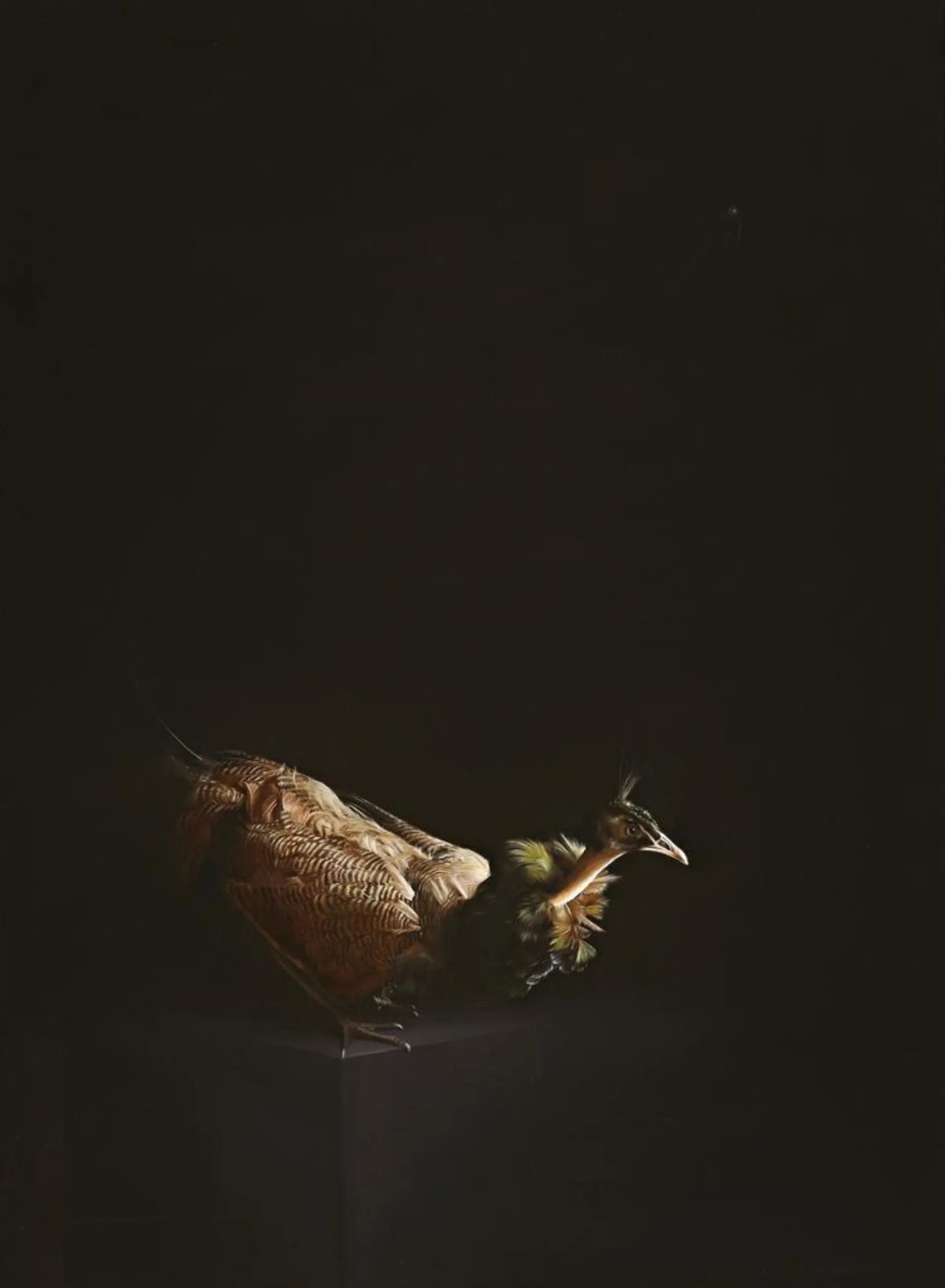 PEAHEN