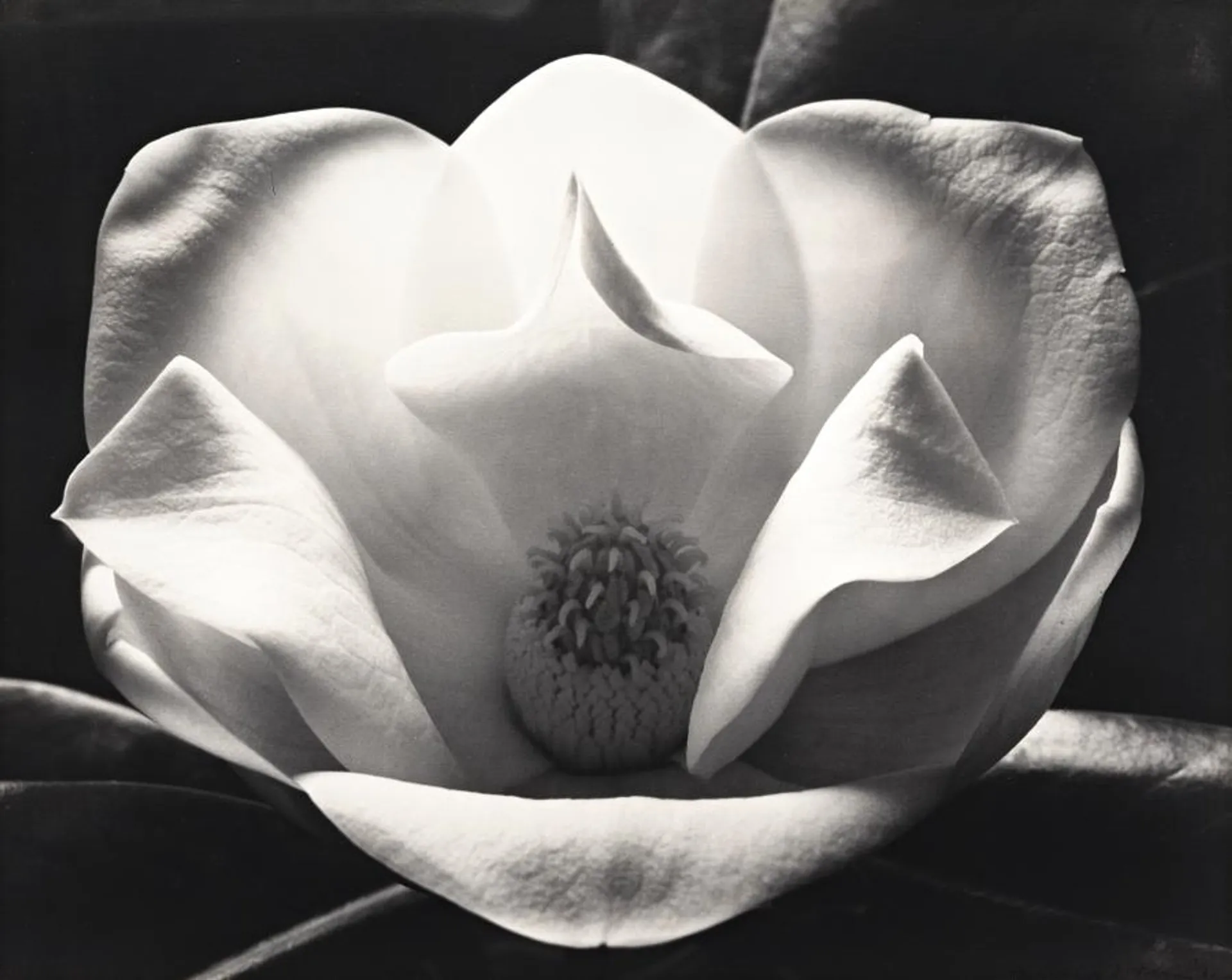 MAGNOLIA AT NIGHT