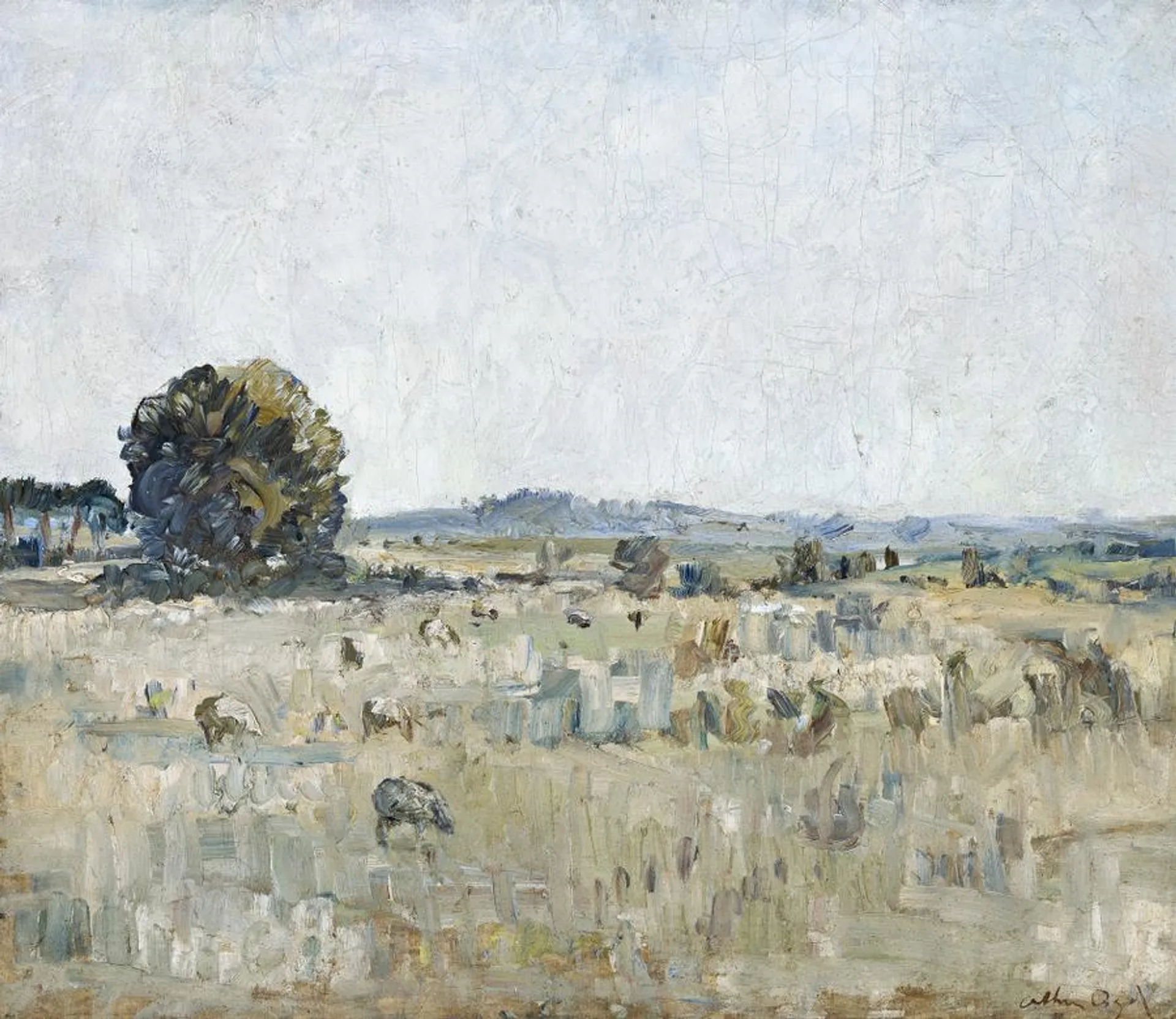 SHEEP GRAZING, ROSEBUD