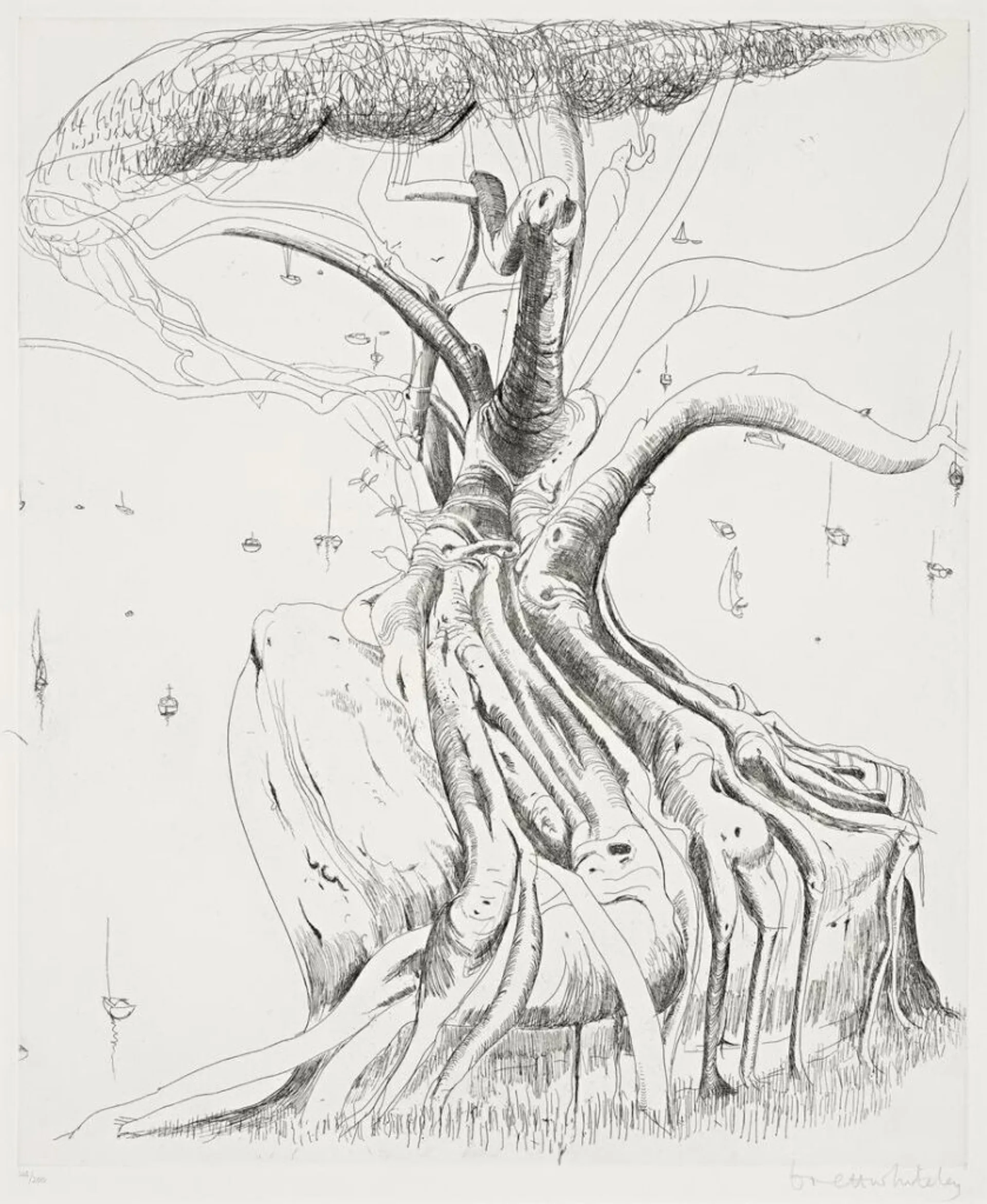 MORETON BAY FIG