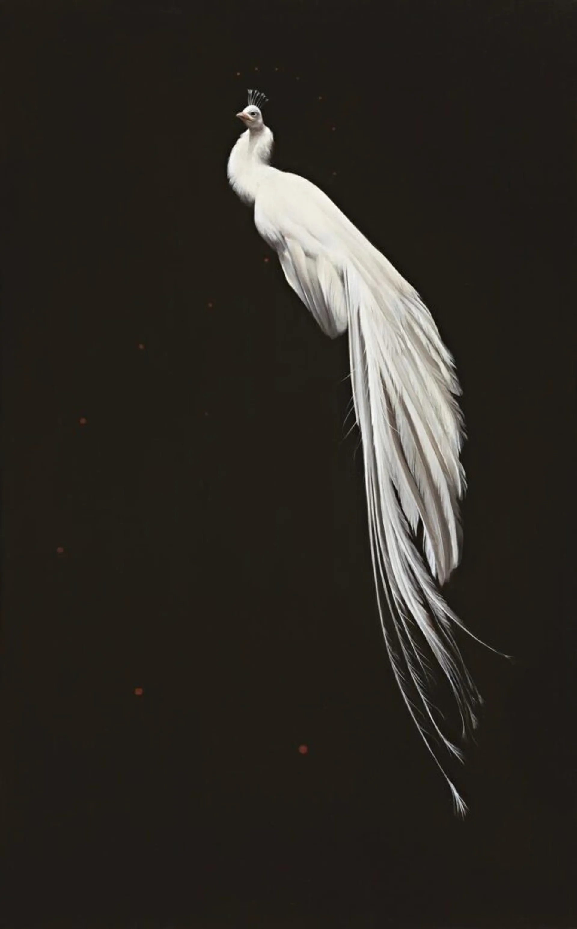 FOOTLESS PEACOCK