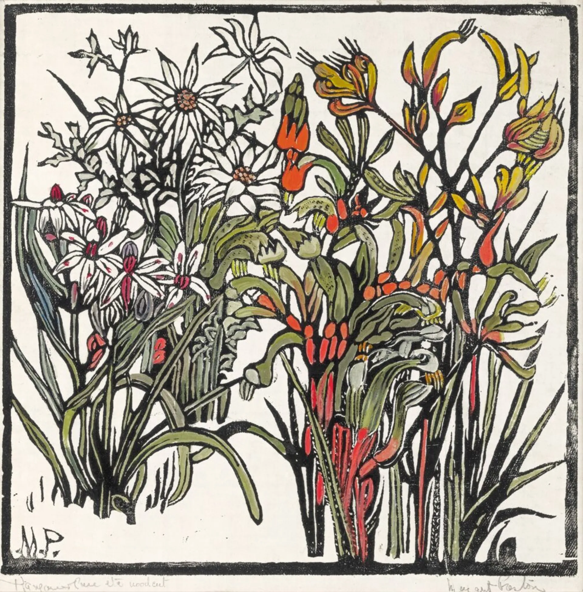 KANGAROO PAW ETC