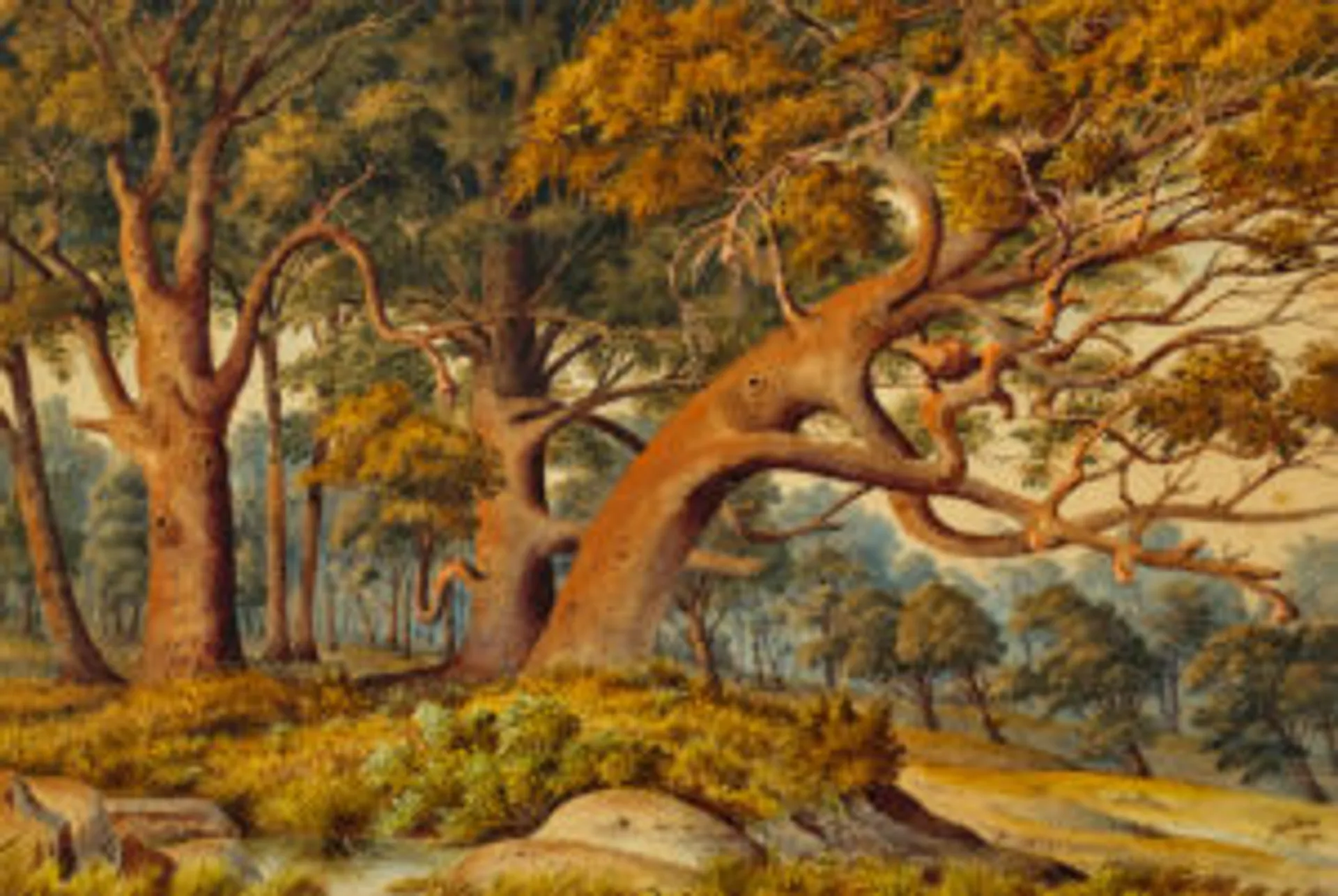 Native bush landscape