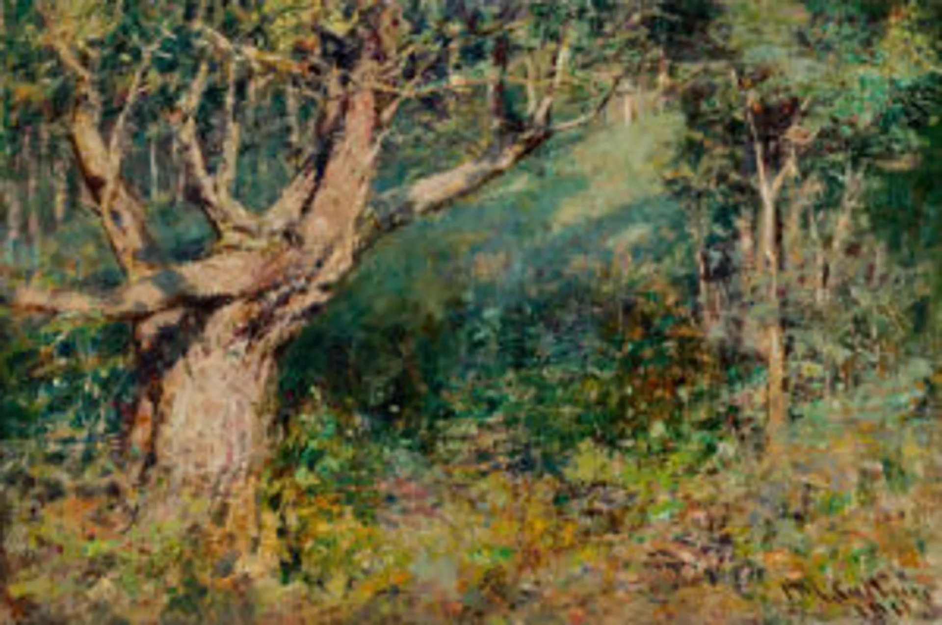 The Blackwood tree