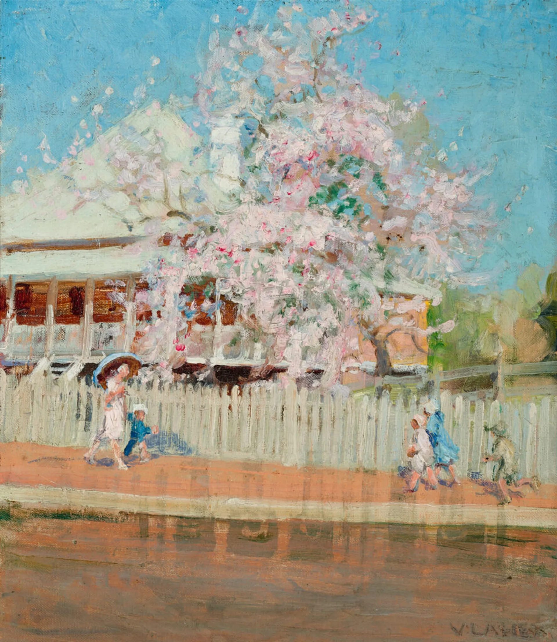 Bauhinia in bloom, Brisbane
