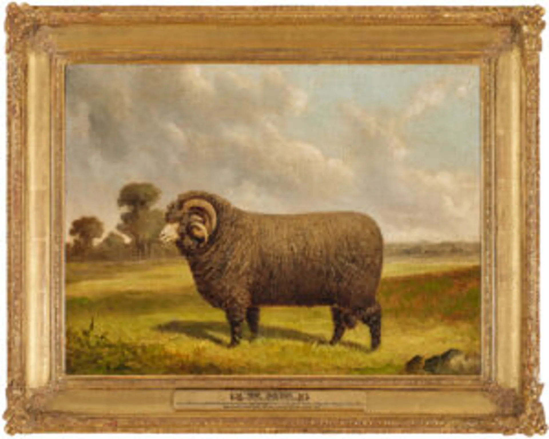 The Squire – a champion merino ram in a landscape, Mount Fyans