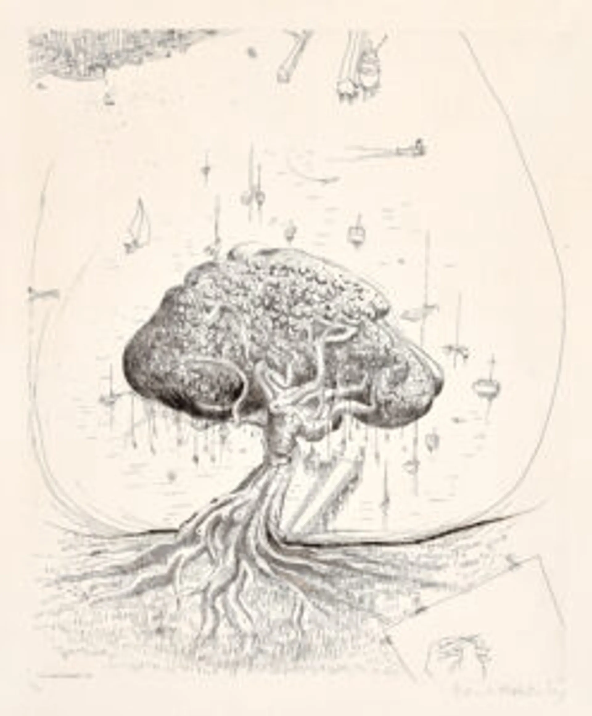 The Moreton Bay fig
