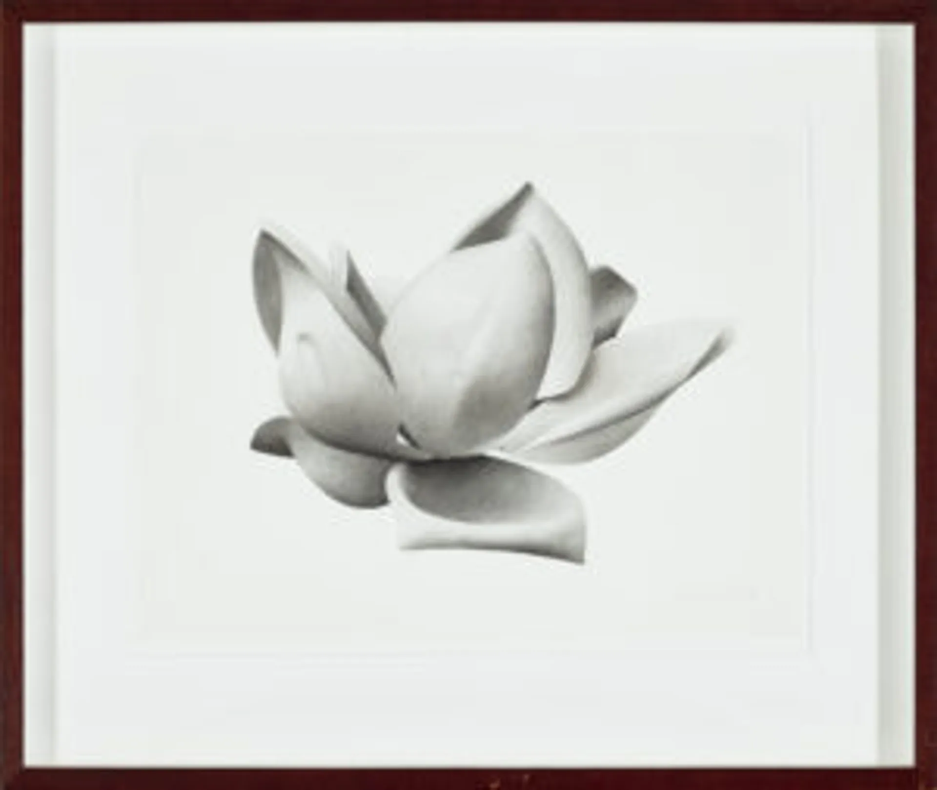 MAGNOLIA III (GRANDIFLORA)