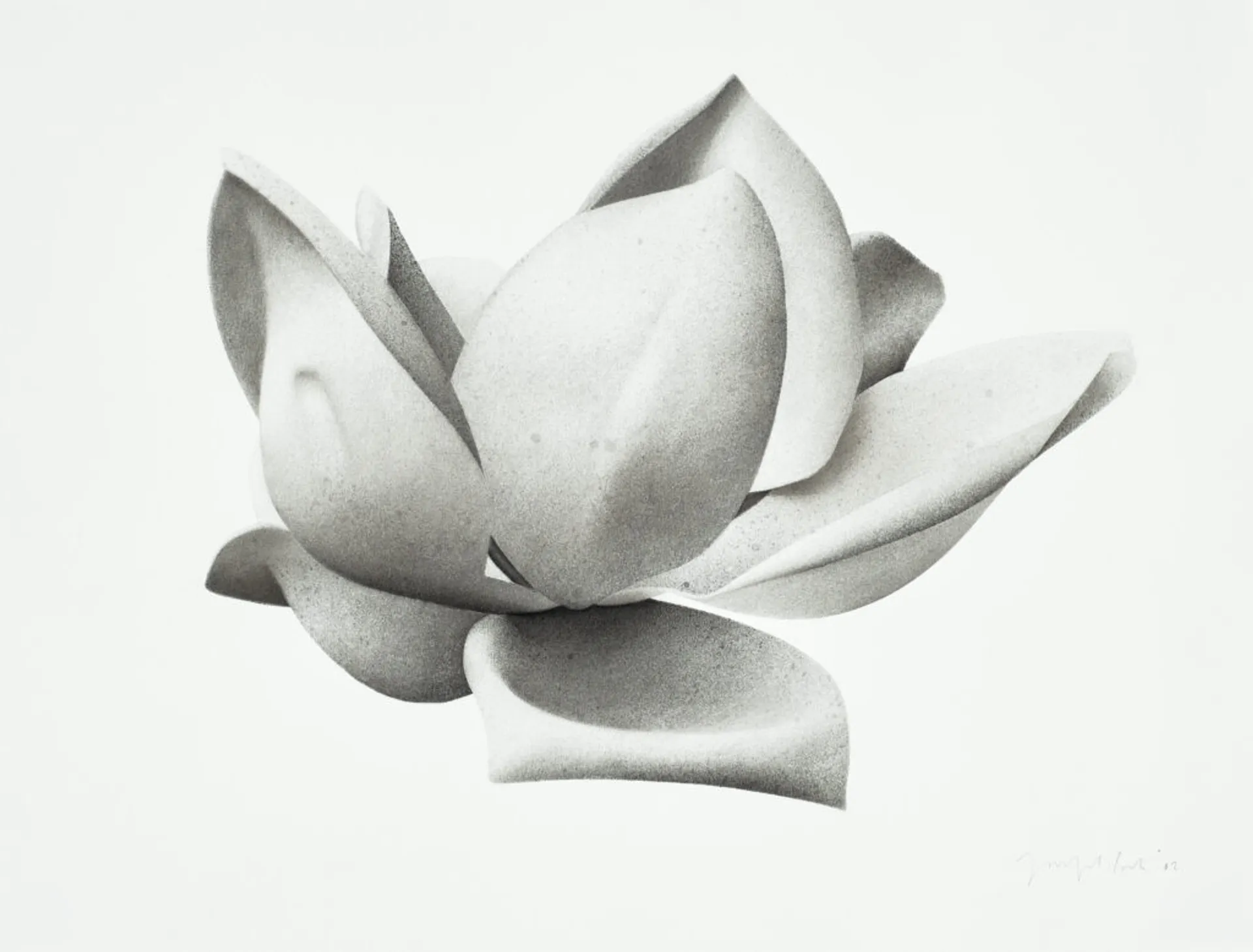 MAGNOLIA III (GRANDIFLORA)