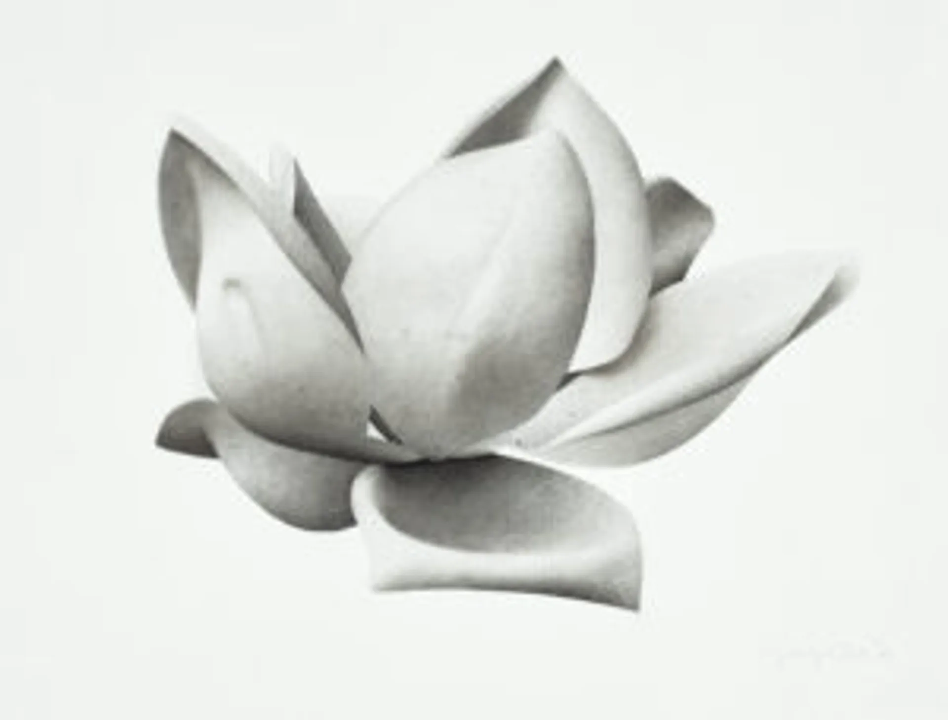 MAGNOLIA III (GRANDIFLORA)