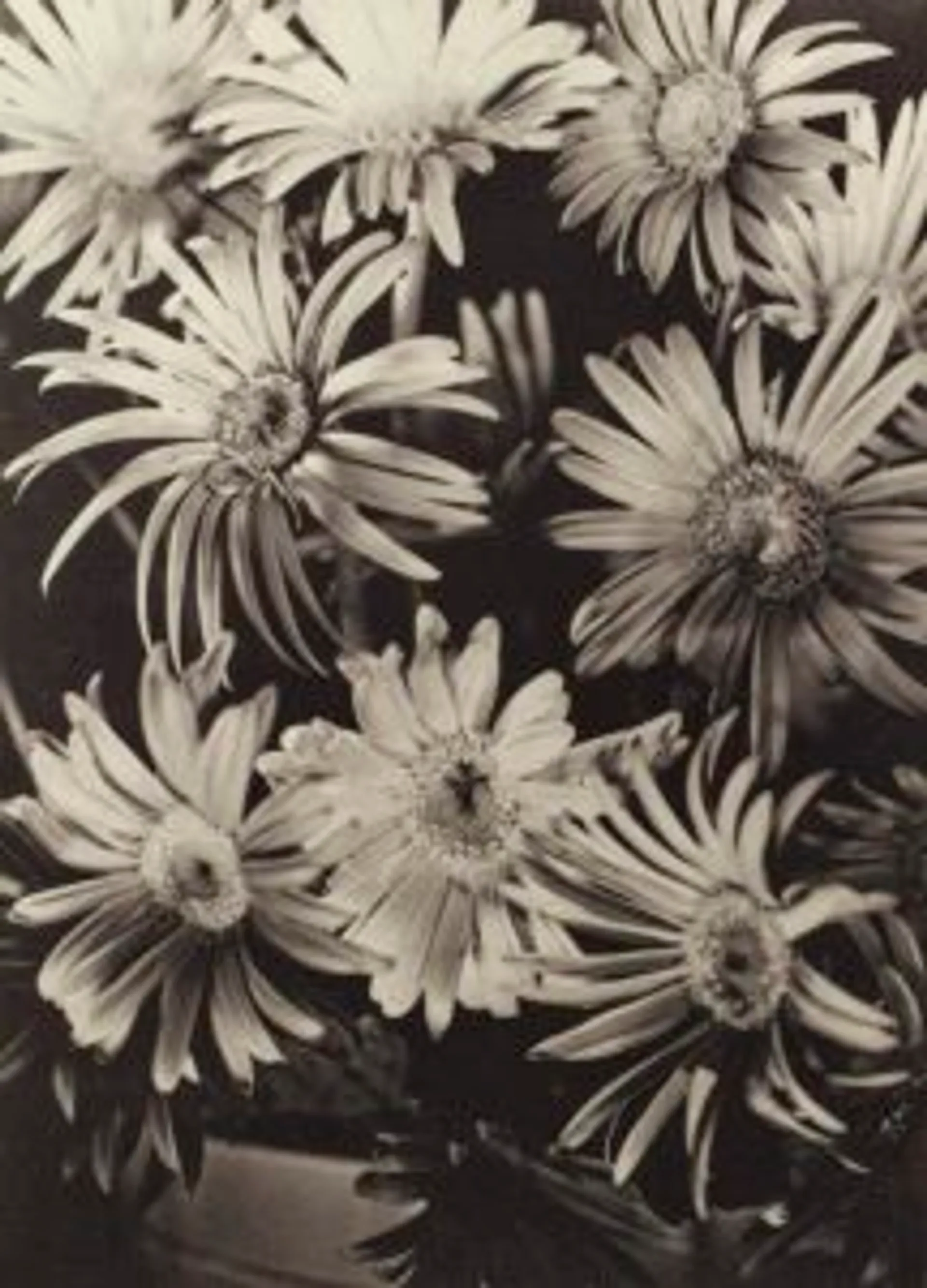 GERBERAS
