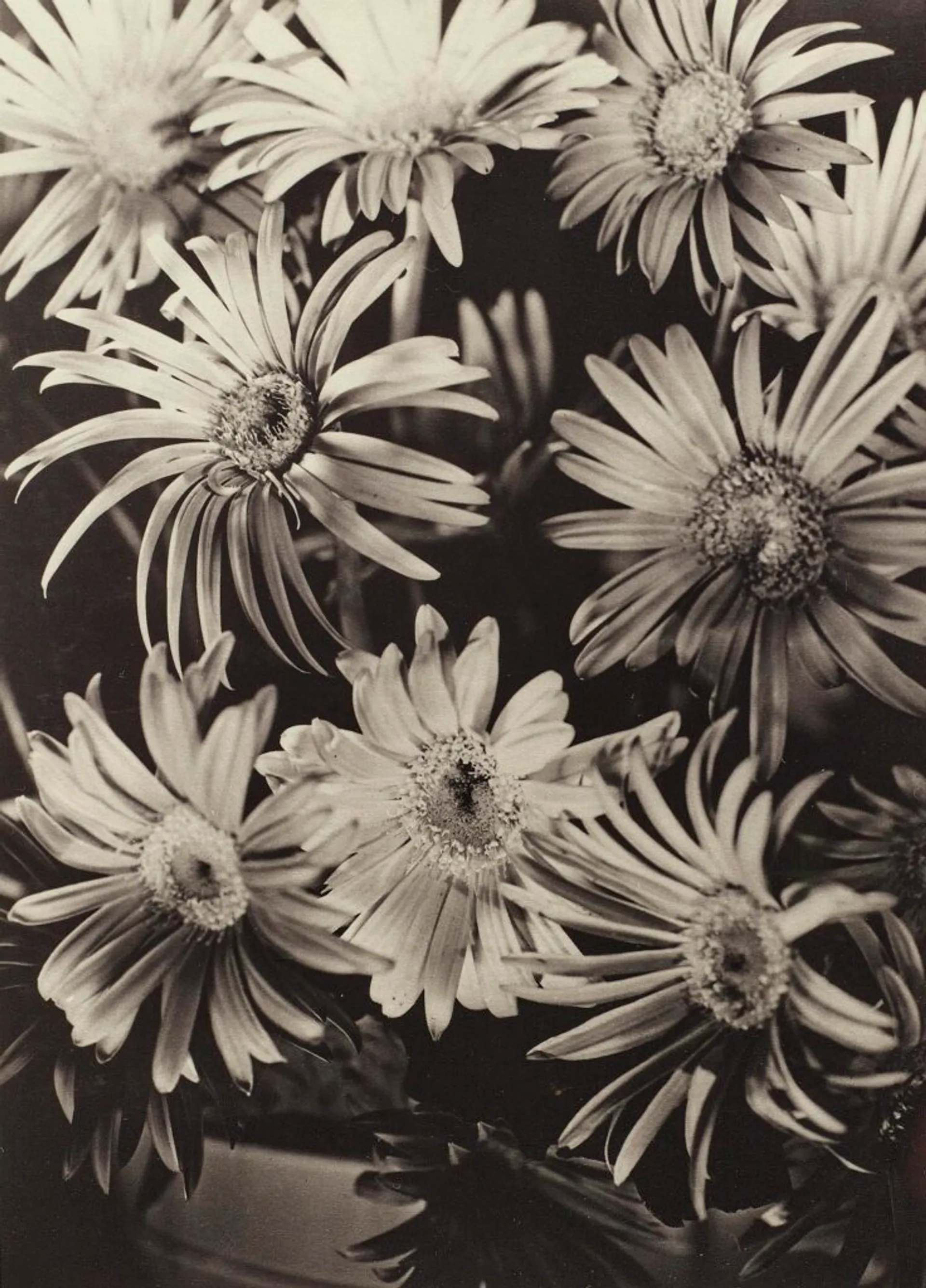 GERBERAS