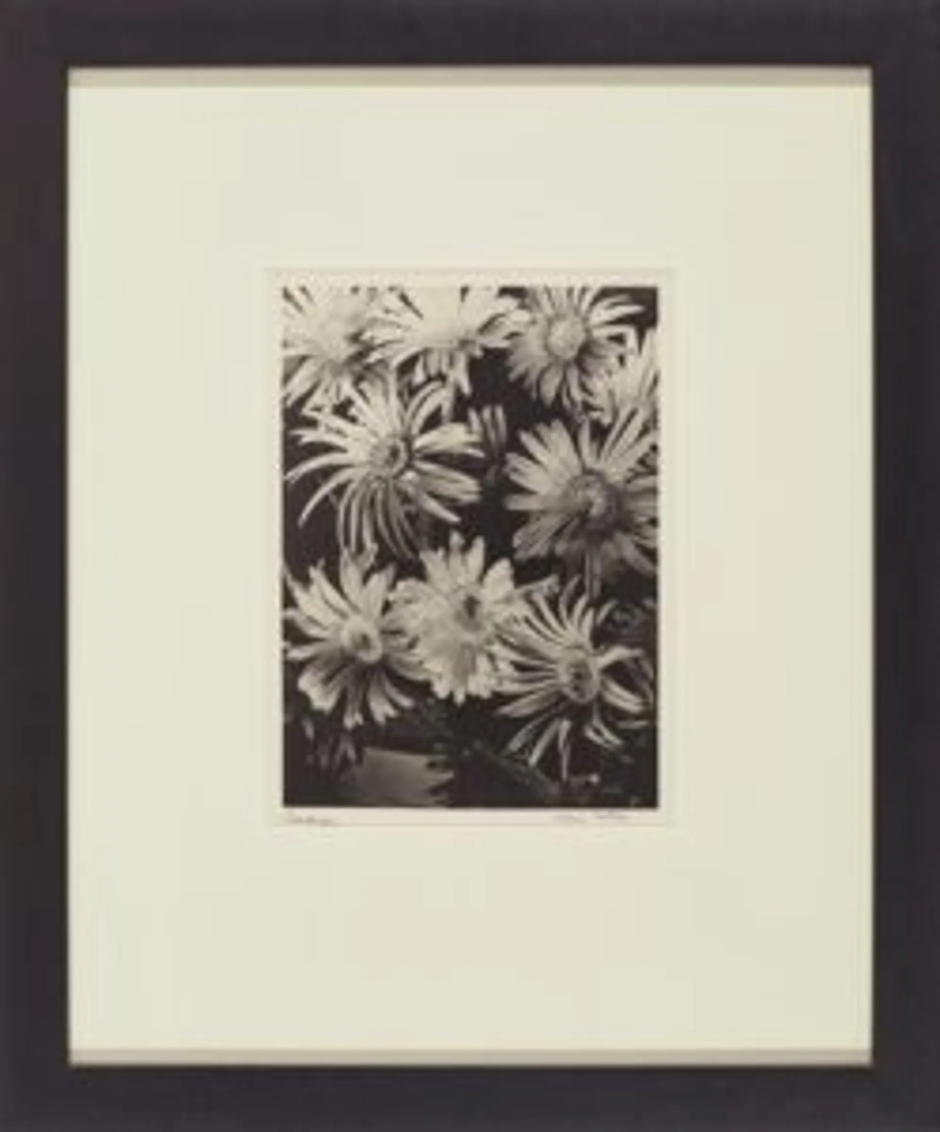 GERBERAS