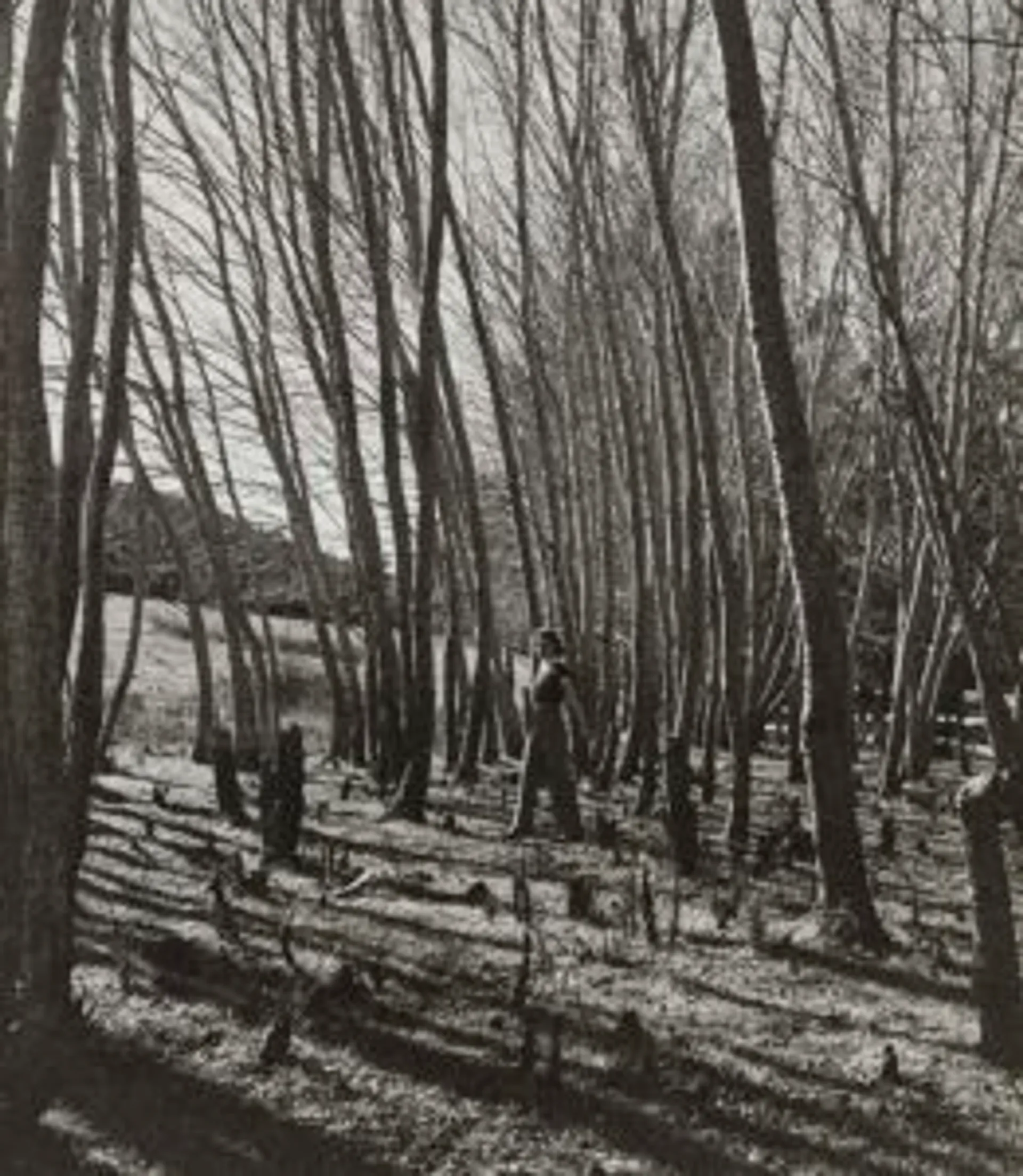 AMONG THE BEECHES