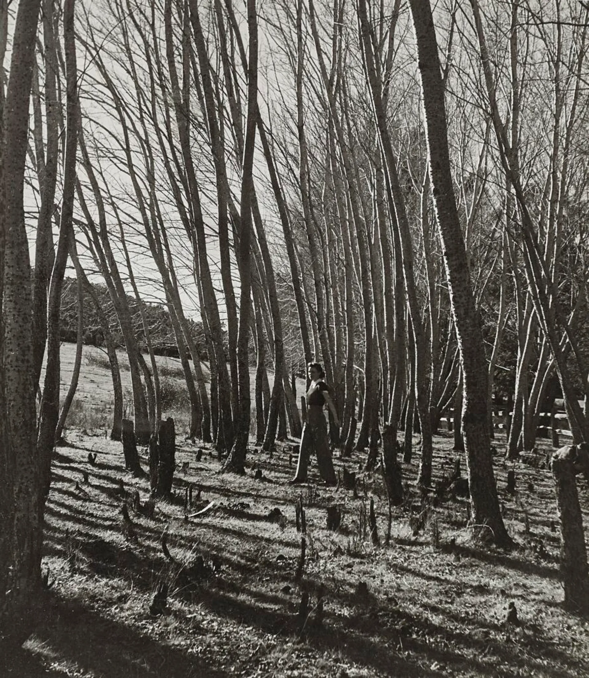 AMONG THE BEECHES