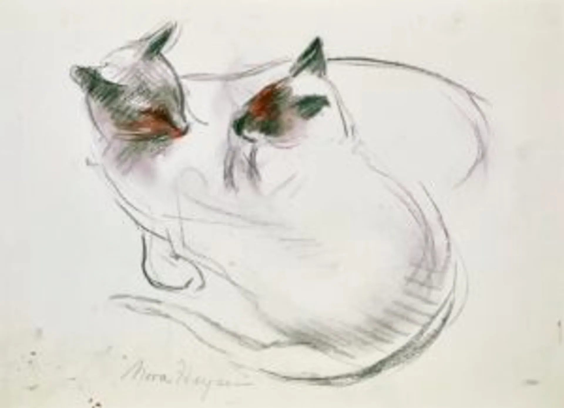 CATS