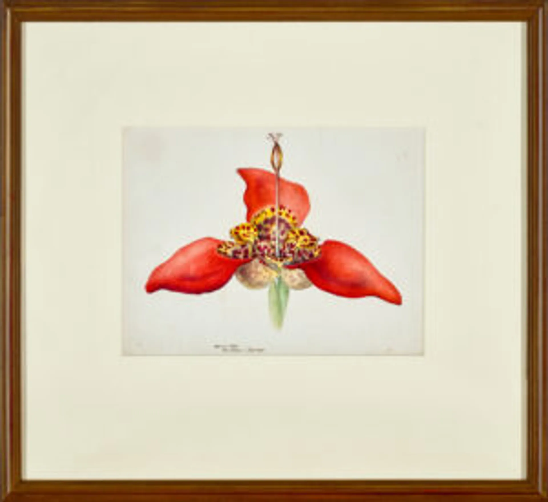 TIGRIDIA PAVONIA