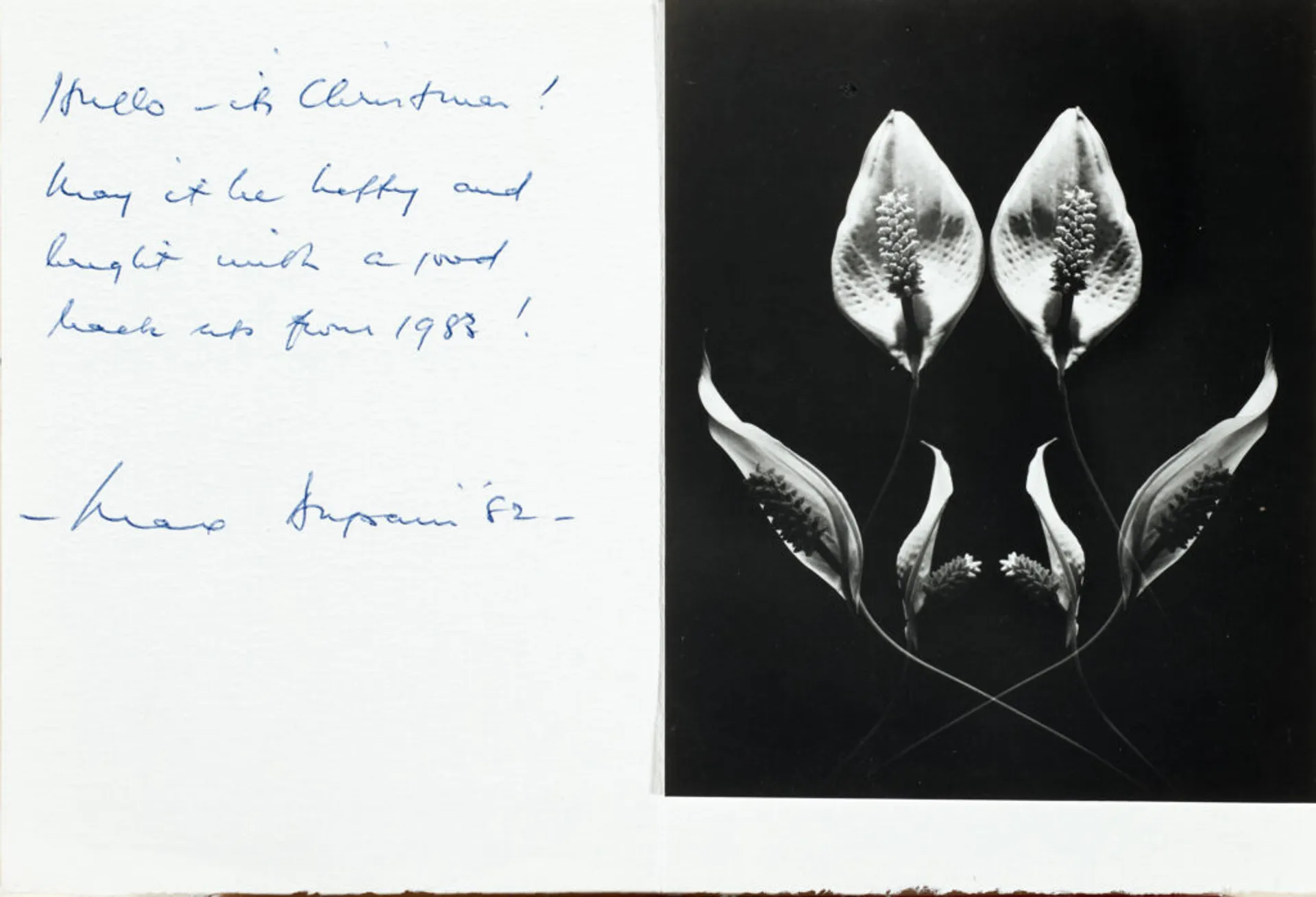 CHRISTMAS CARD WITH PEACE LILY PHOTO