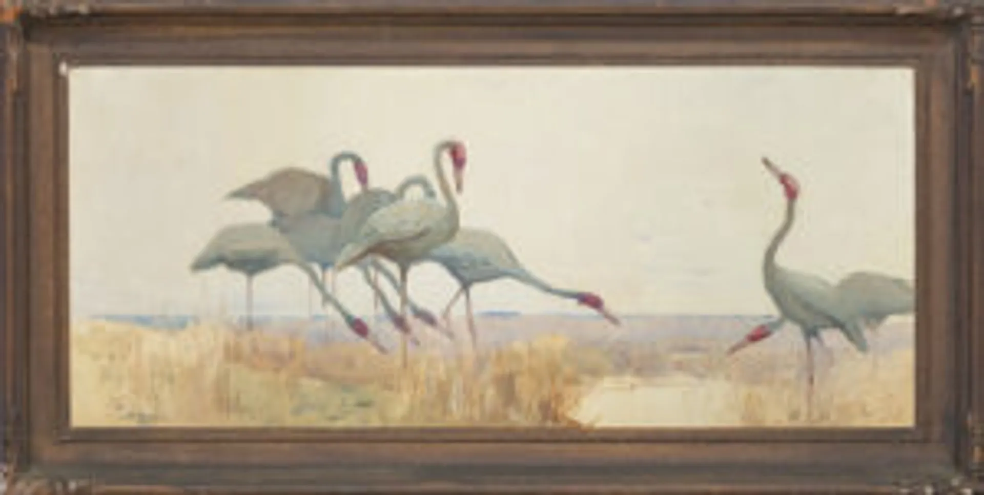 Panel of brolgas