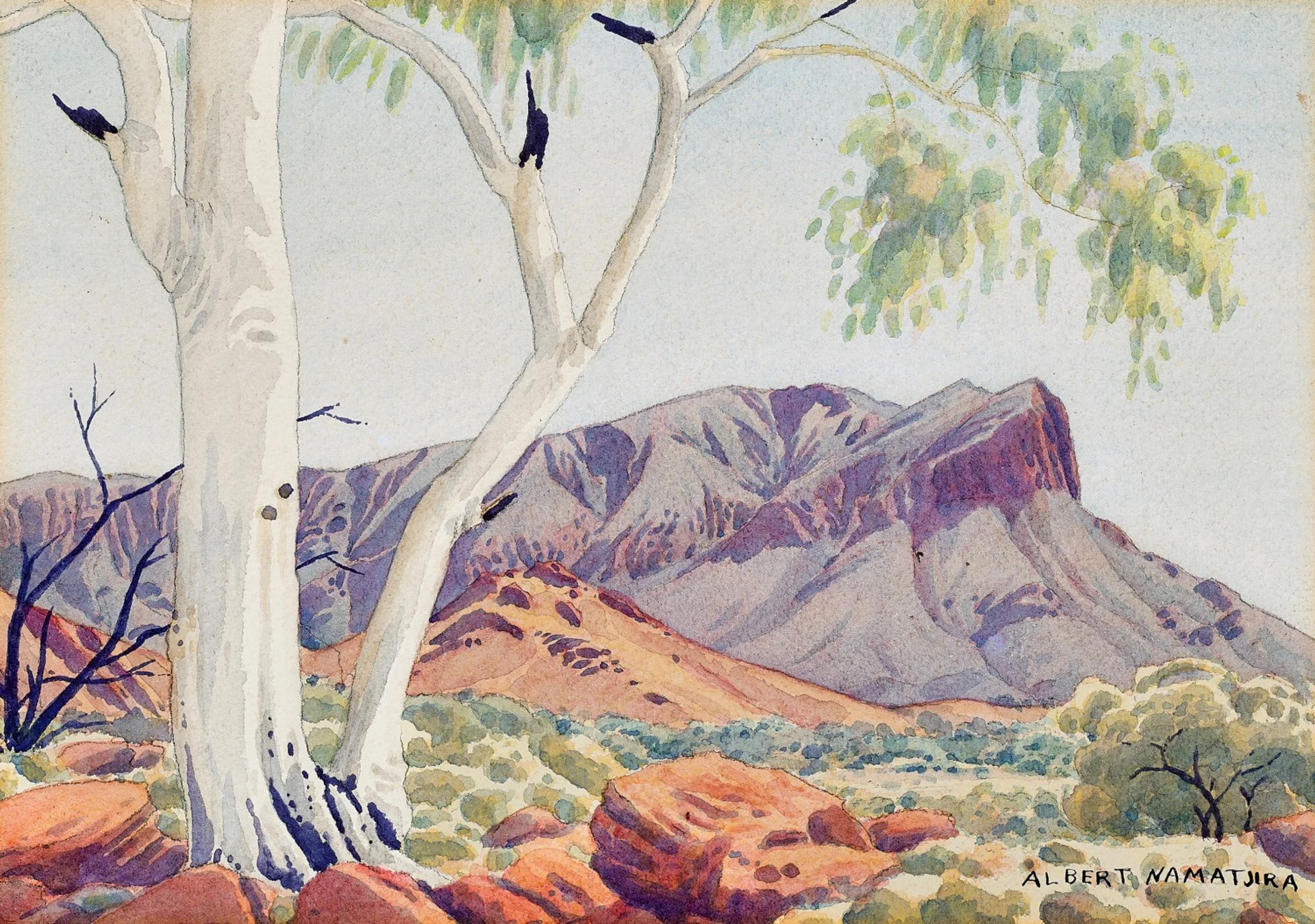 Ghost gum (Mount Gillen)
