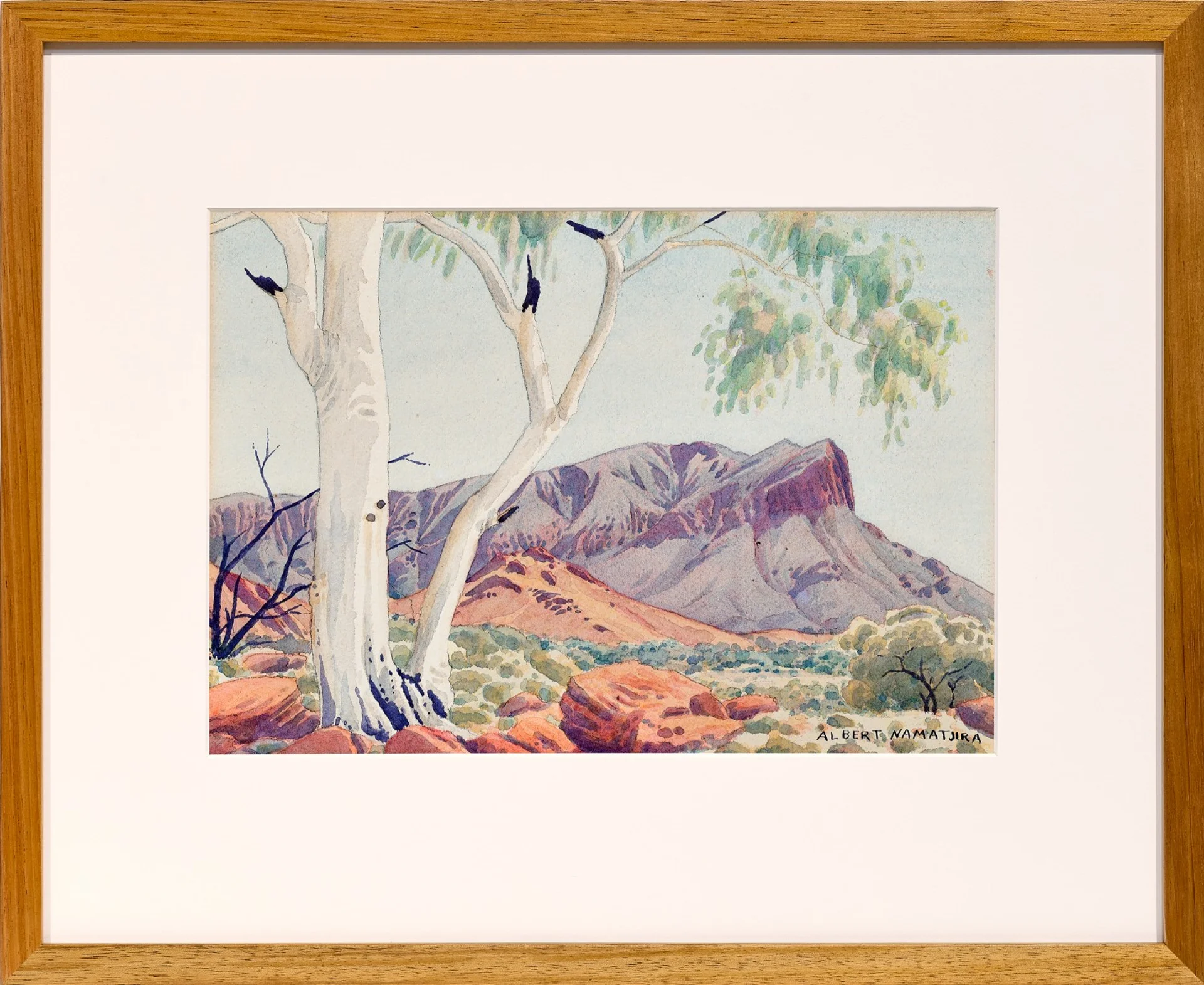 Ghost gum (Mount Gillen)