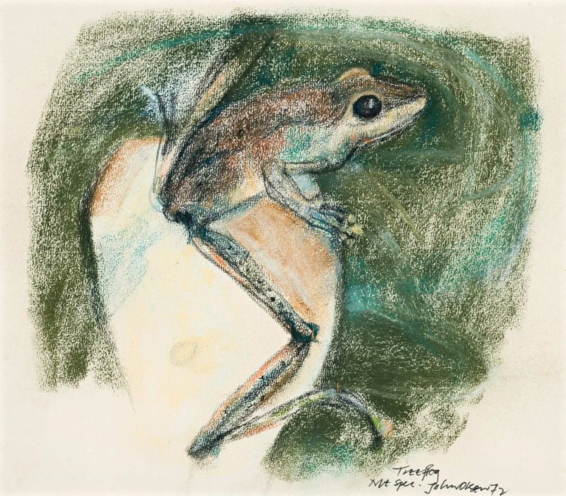 TREE FROG