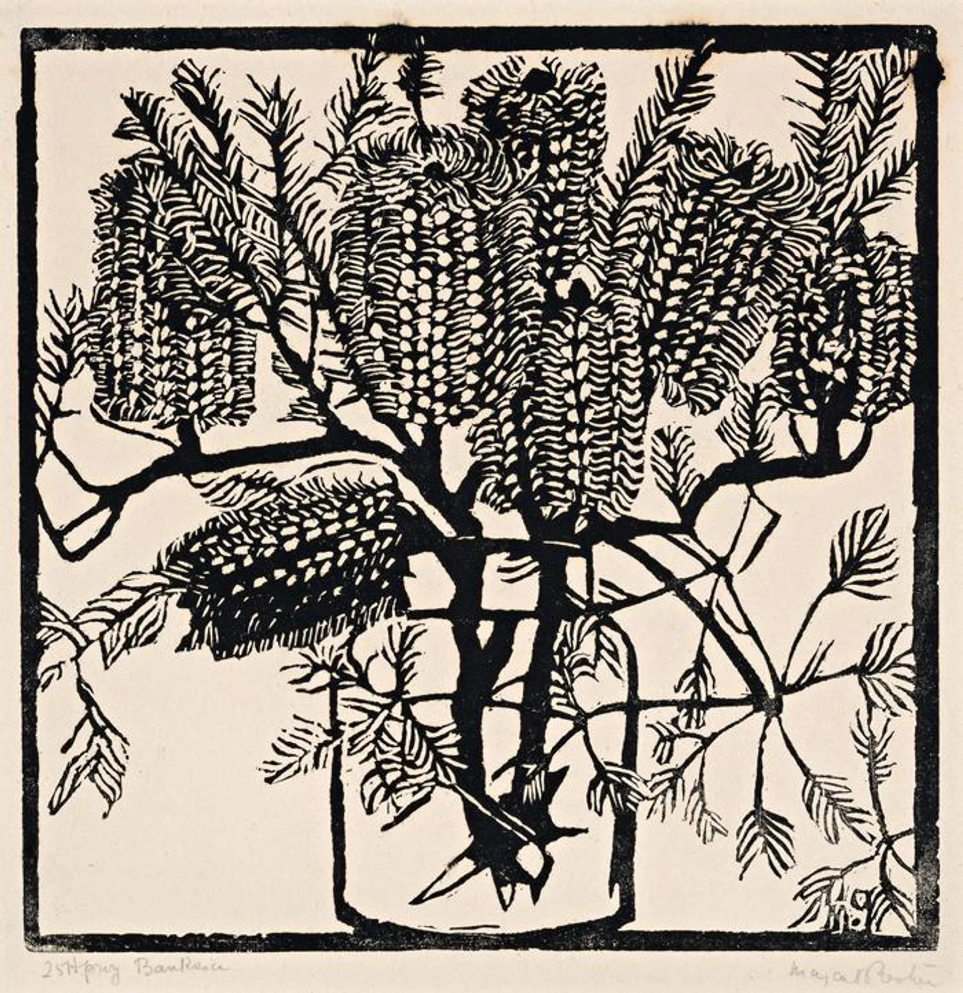 BANKSIA