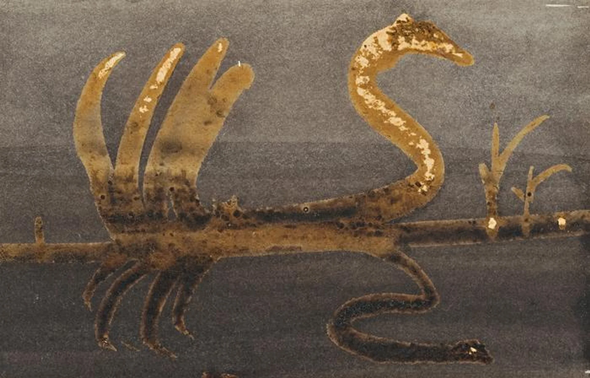 A SECRET SWAN