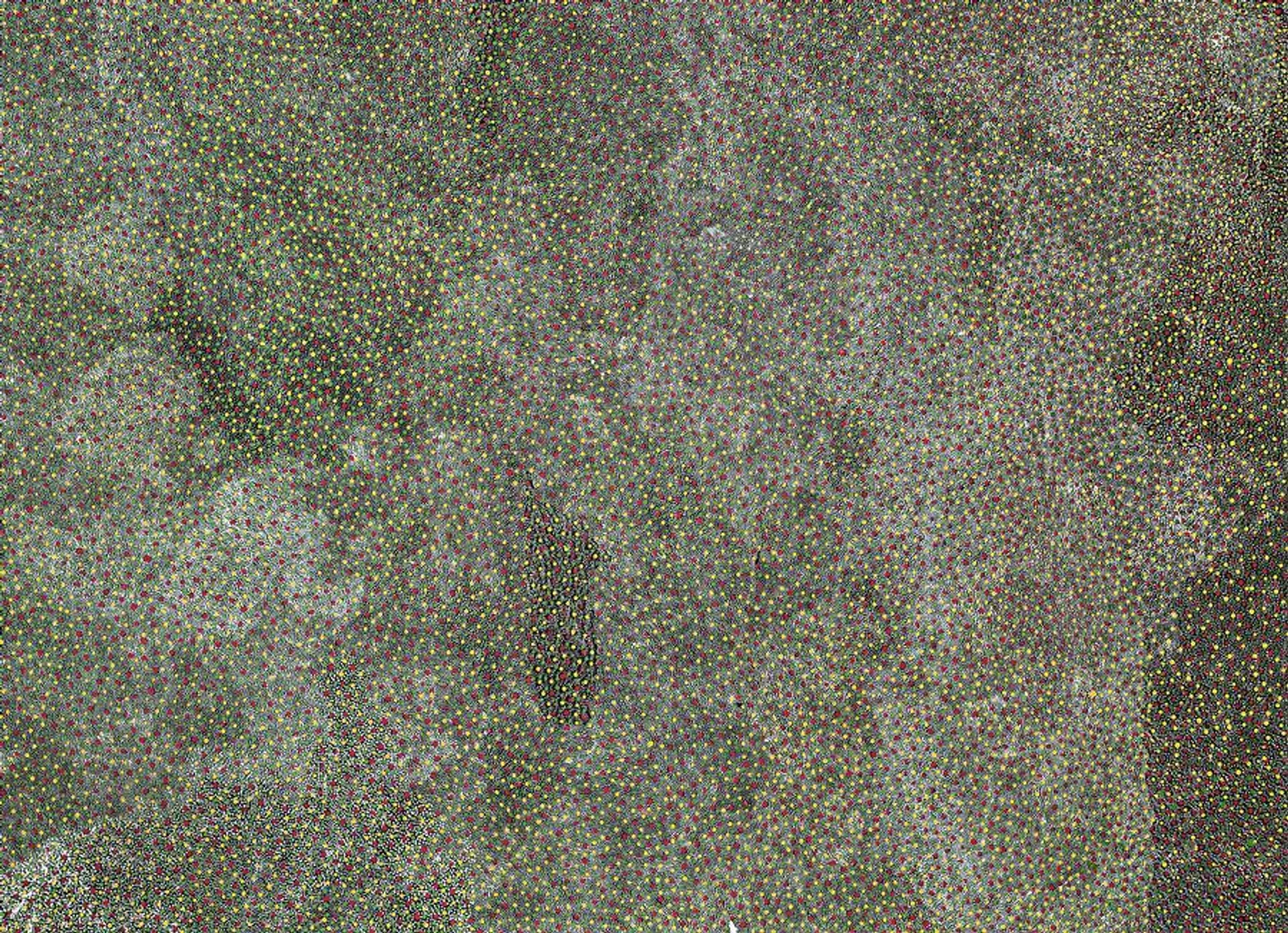 BUSH PLUM