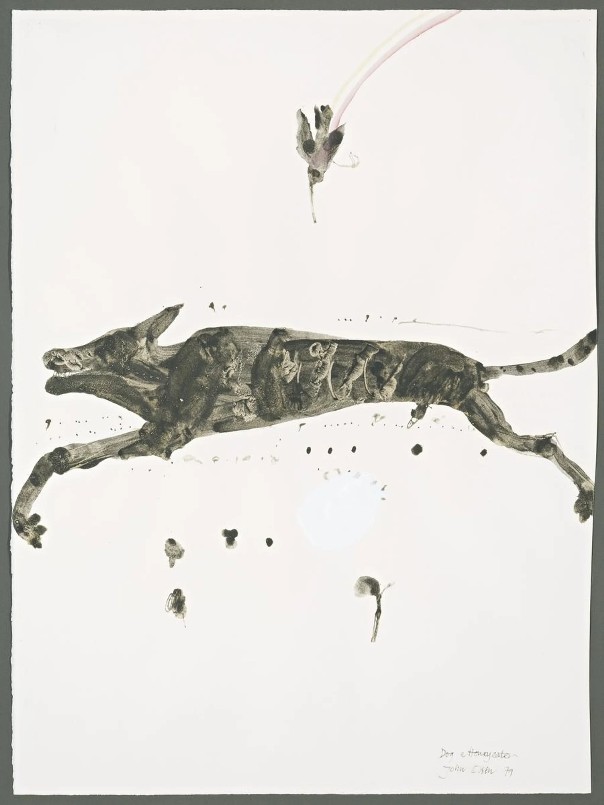 DOG AND HONEYEATER