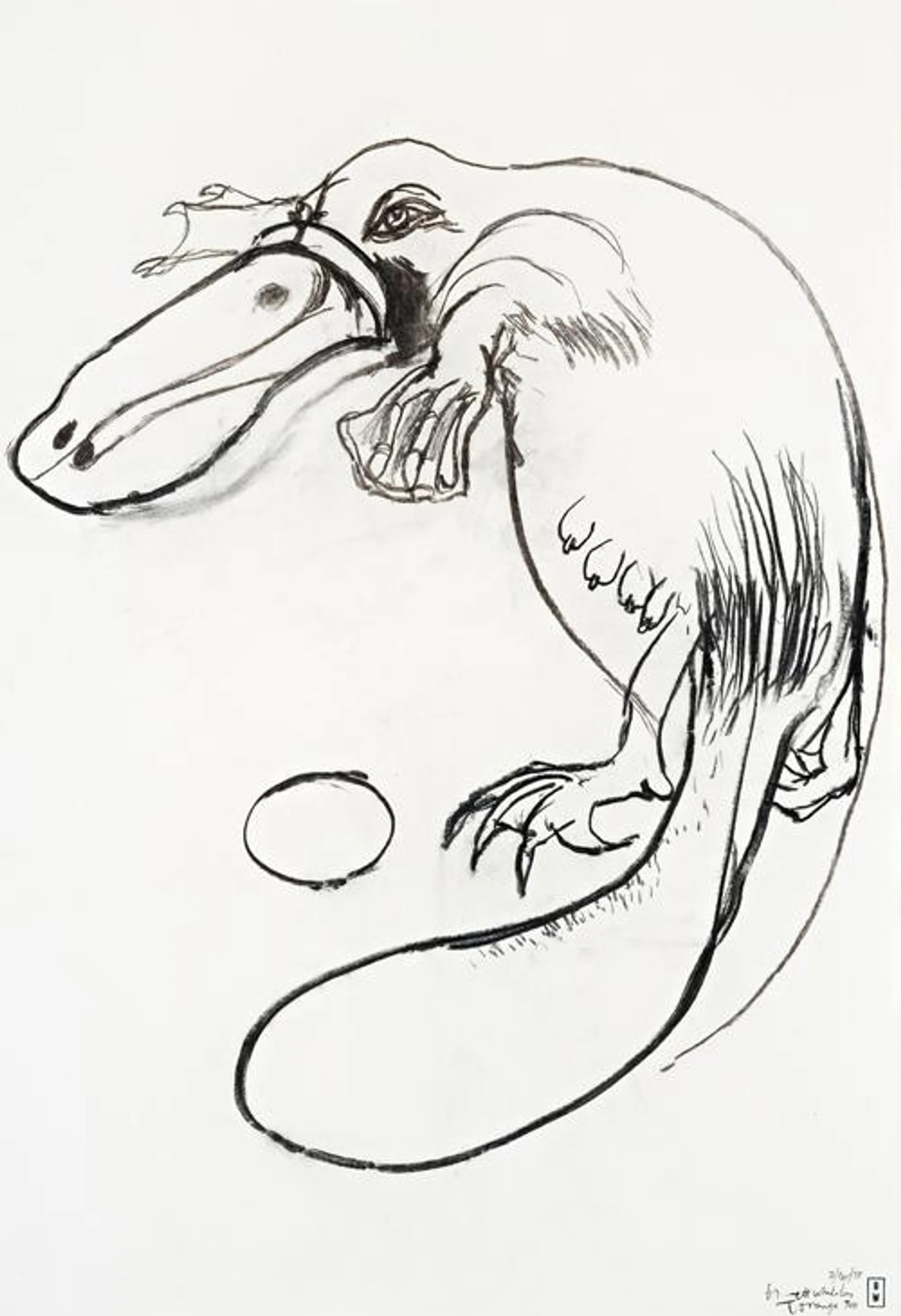 PLATYPUS, TOORONGA ZOO