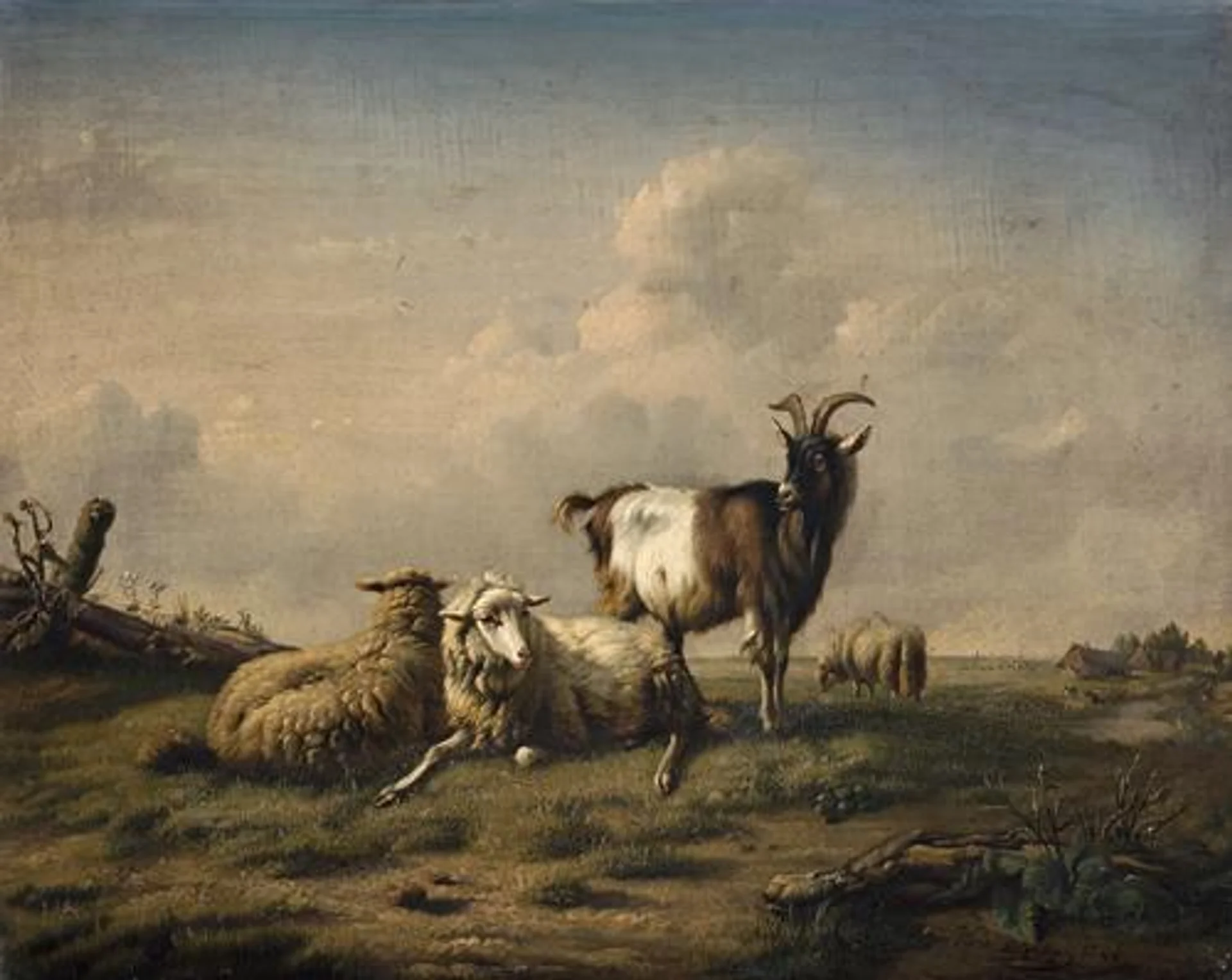 GOATS AND SHEEP