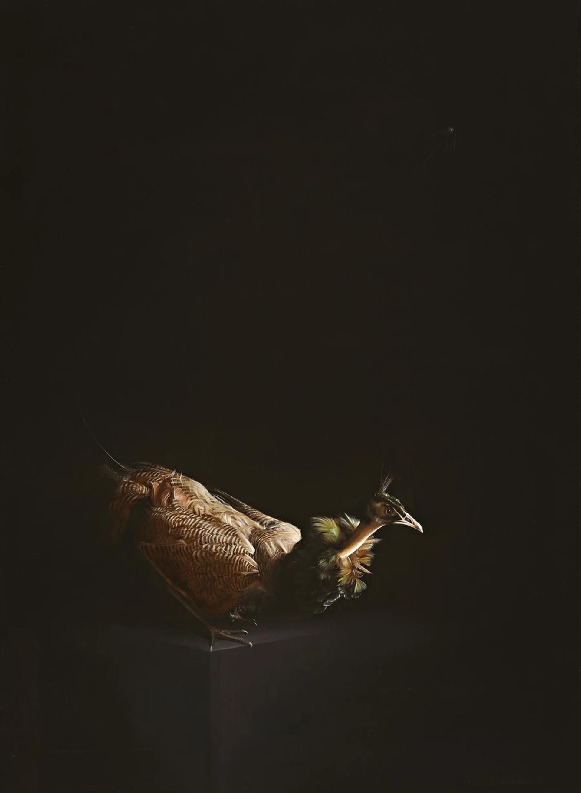 PEAHEN
