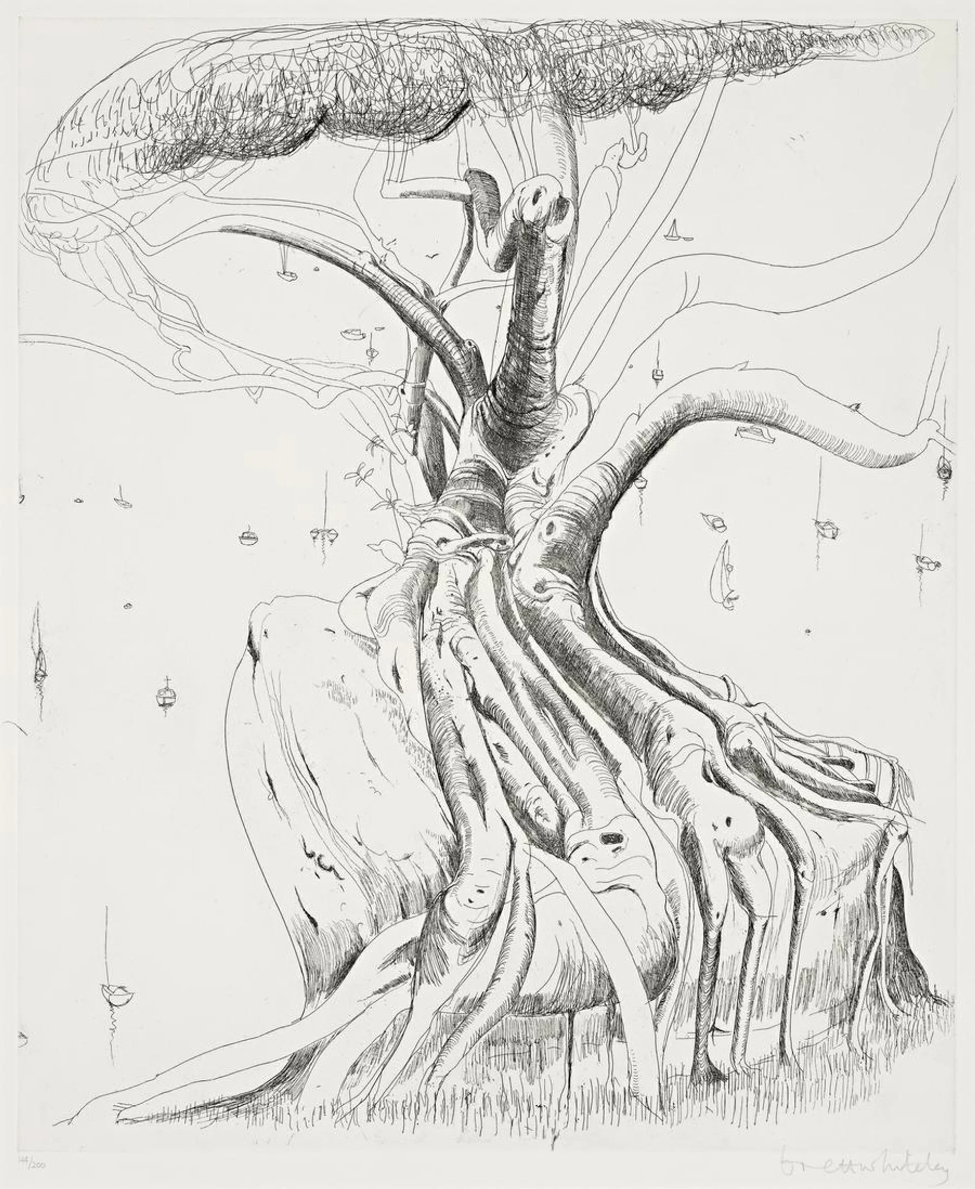 MORETON BAY FIG