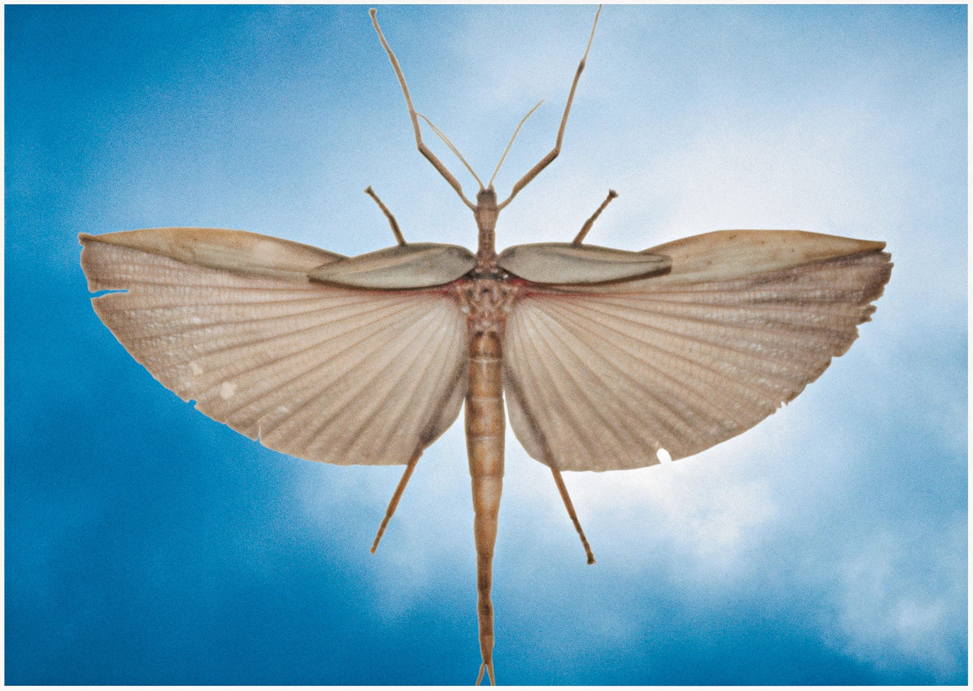 UNTITLED (LOCUST), 2000, (CLOUD SERIES), printed