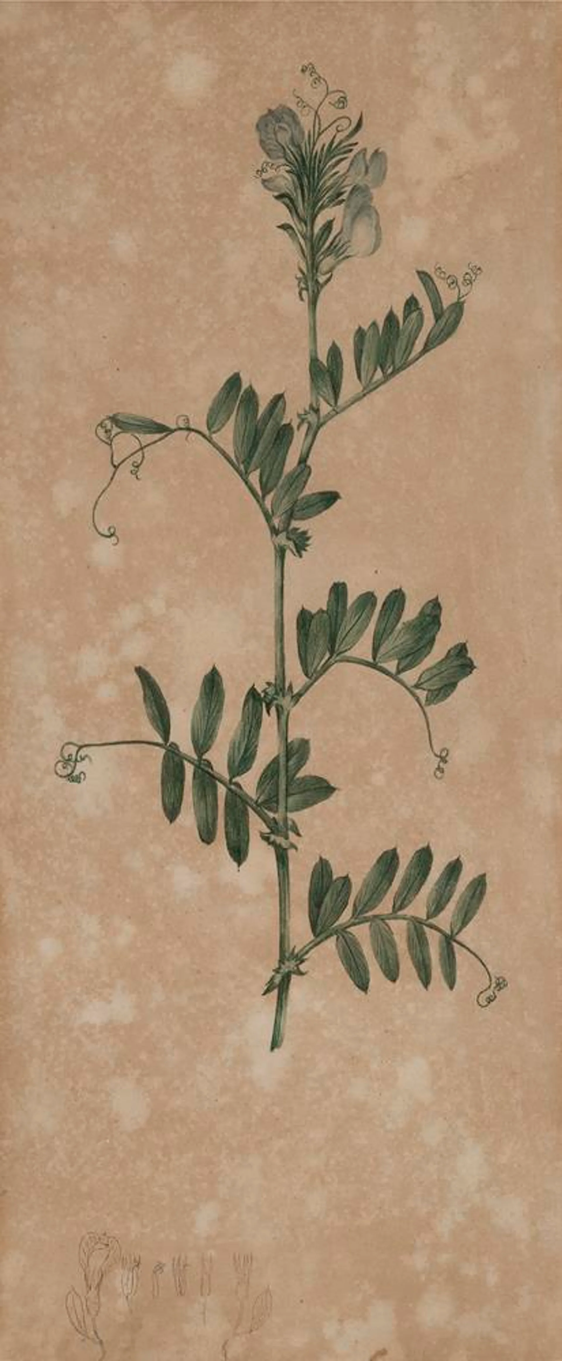 BOTANICAL STUDY