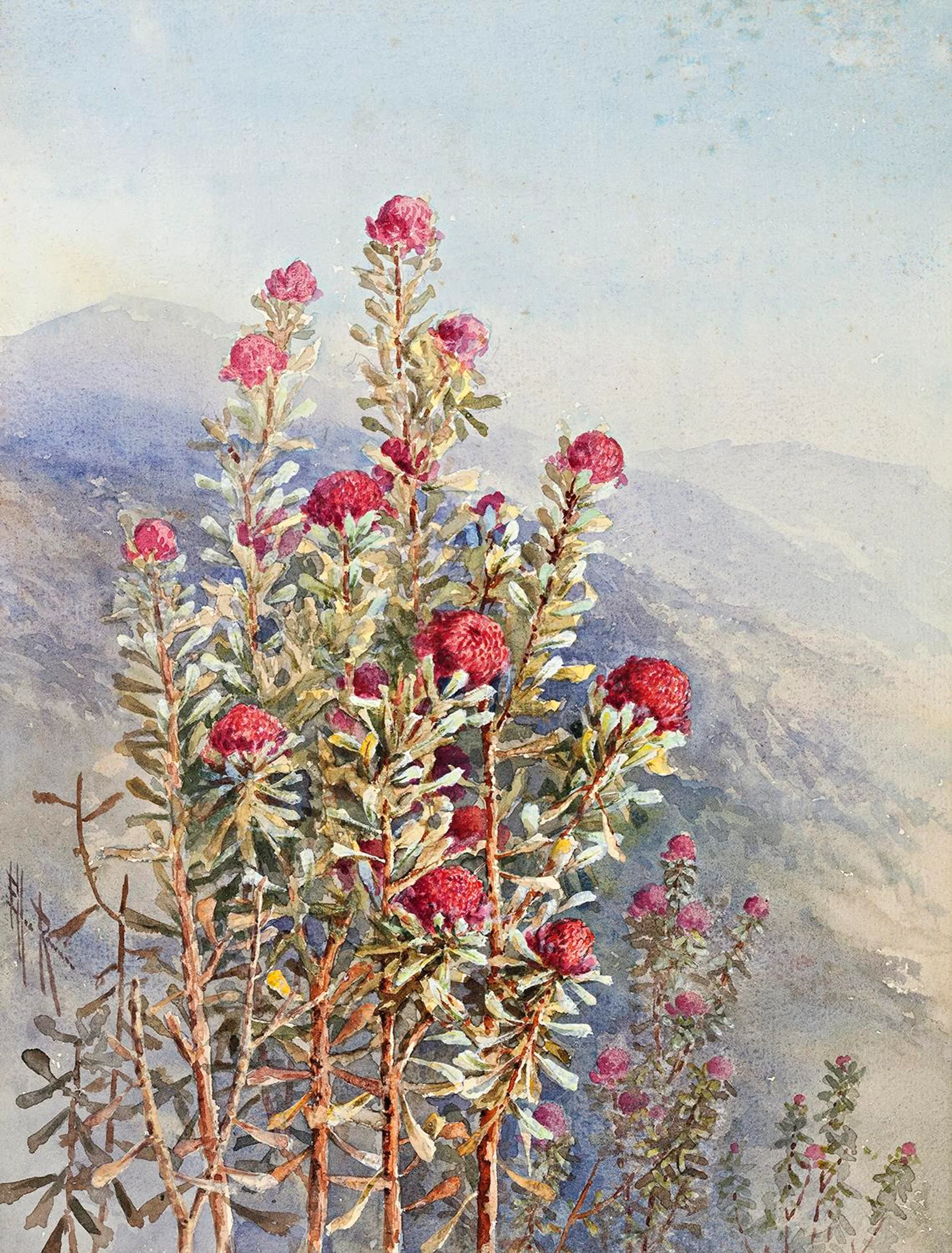WARATAHS