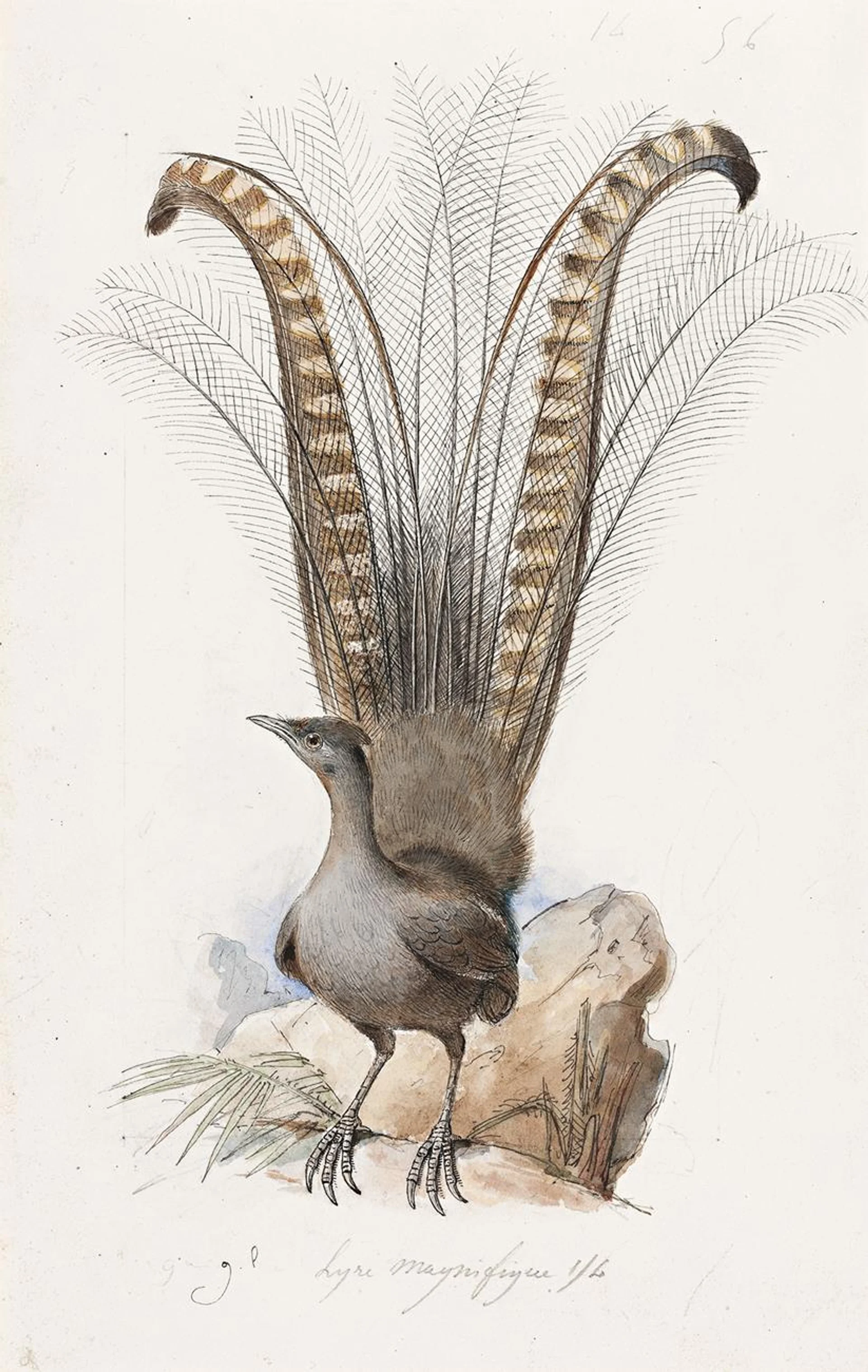 LYRE MAGNIFIQUE