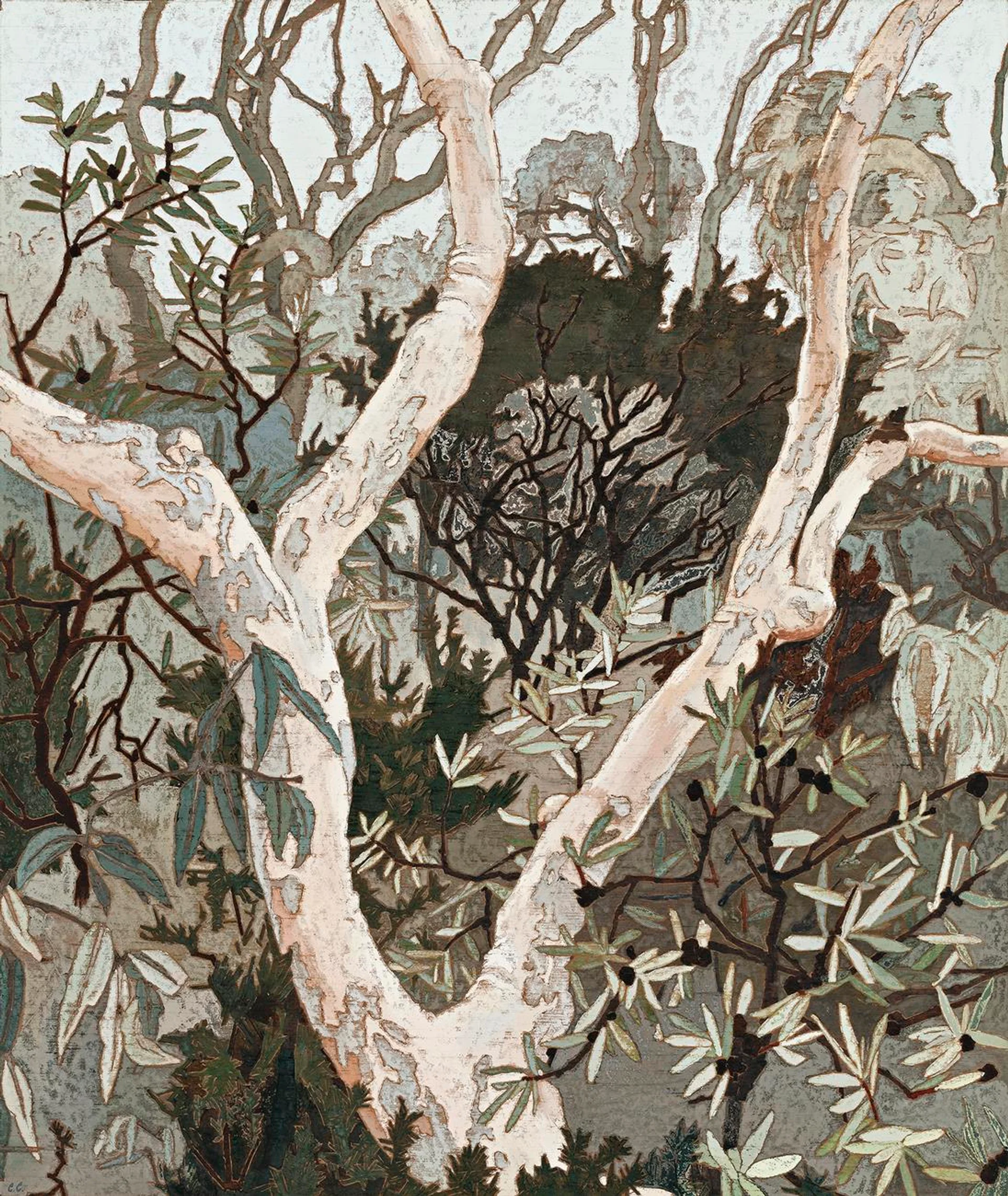 ANGOPHORA