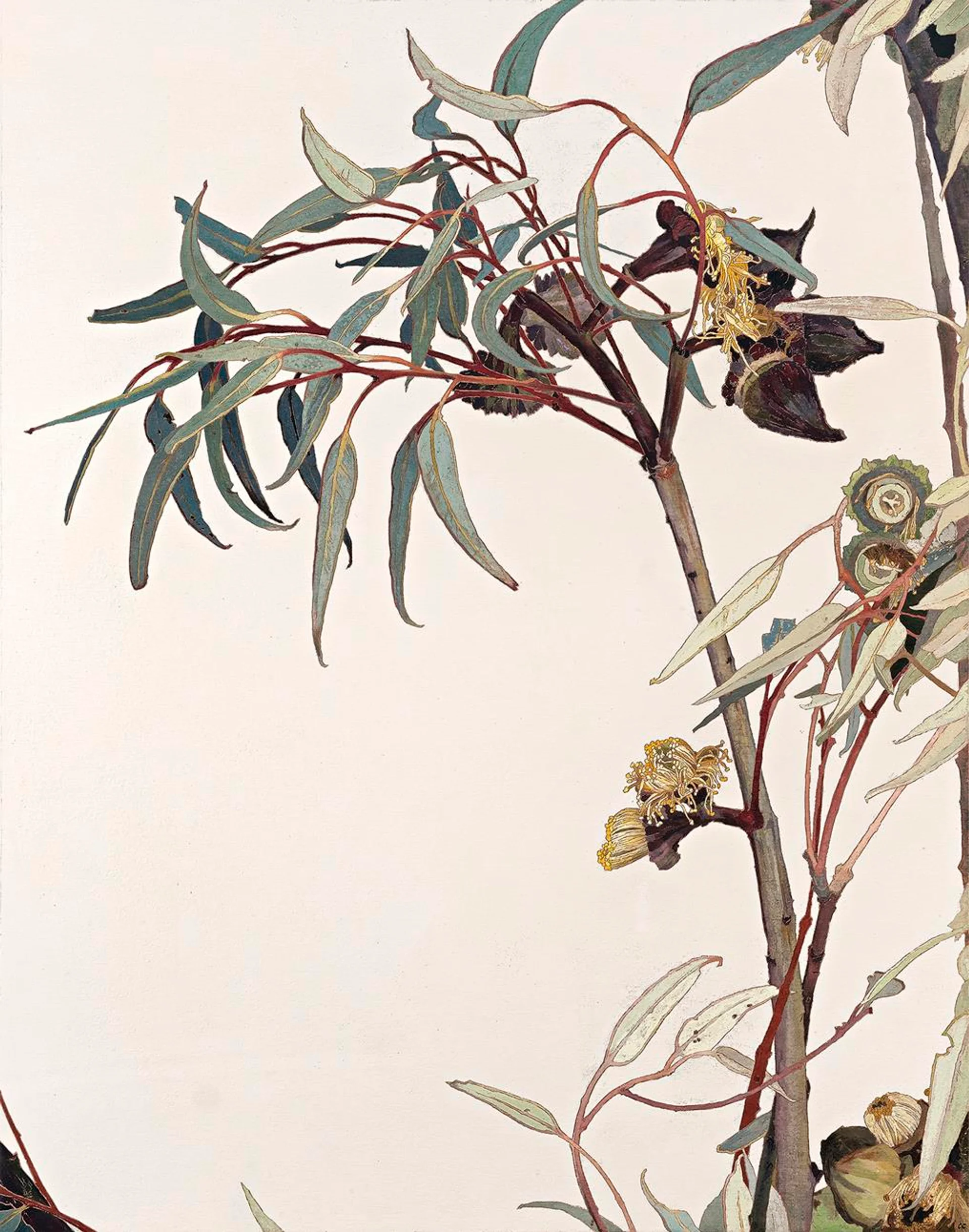 GUM BLOSSOM