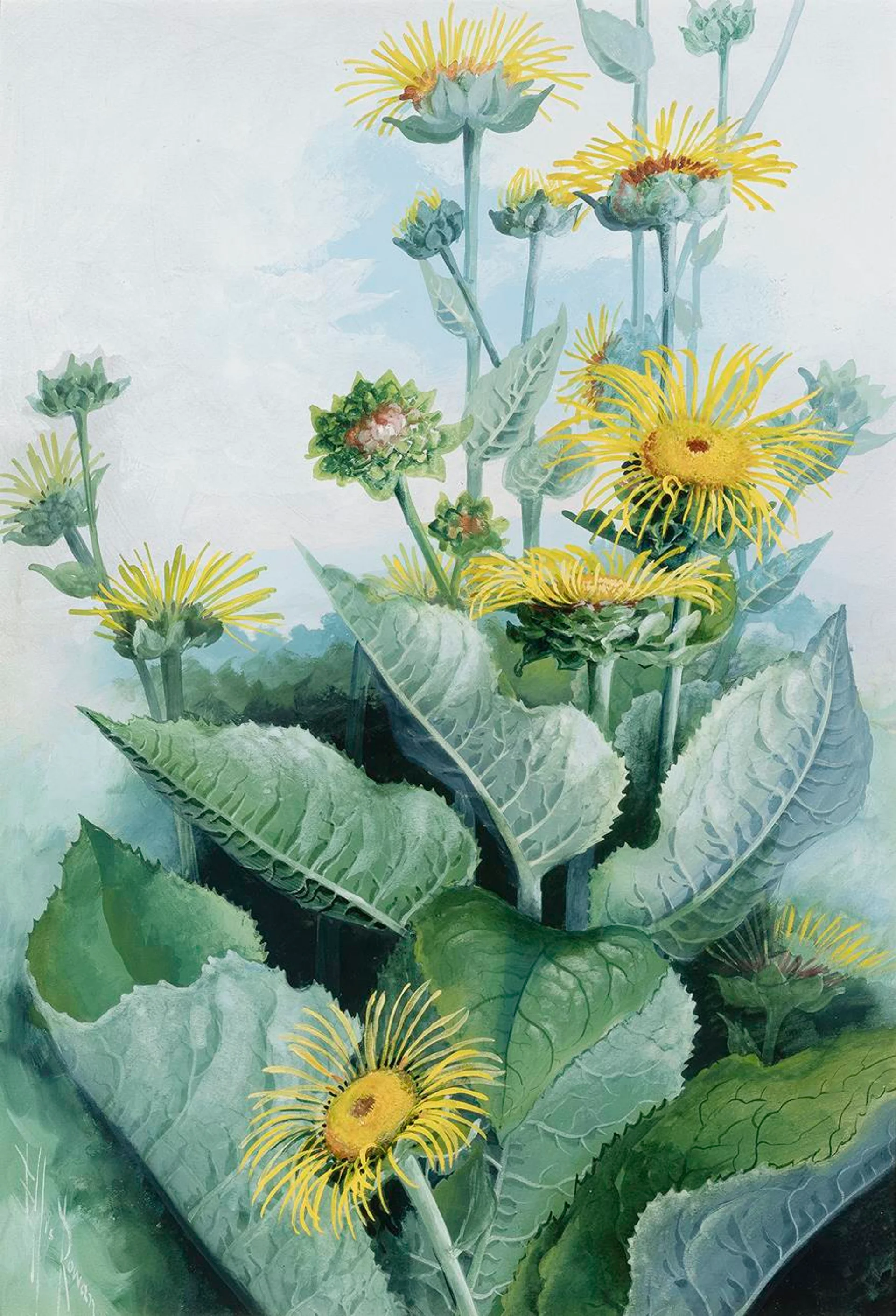 SUNFLOWER DAISY (WEDELIA ASPERRIMA)