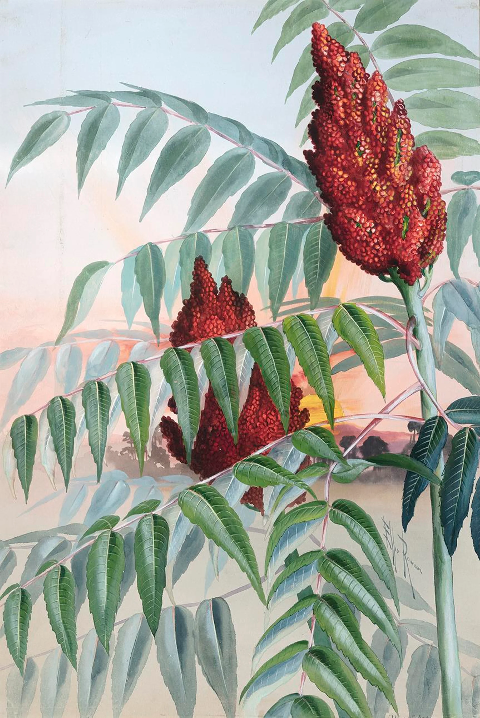 SMOOTH UPLAND SUMAC (RHÚS GLÀBRA)