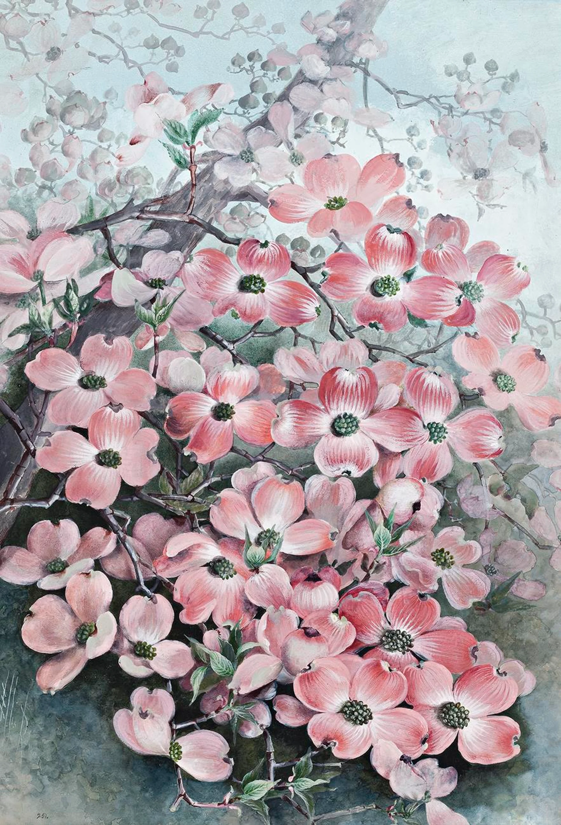 FLOWERING DOGWOOD (CÓRNUS FLÒRIDA)