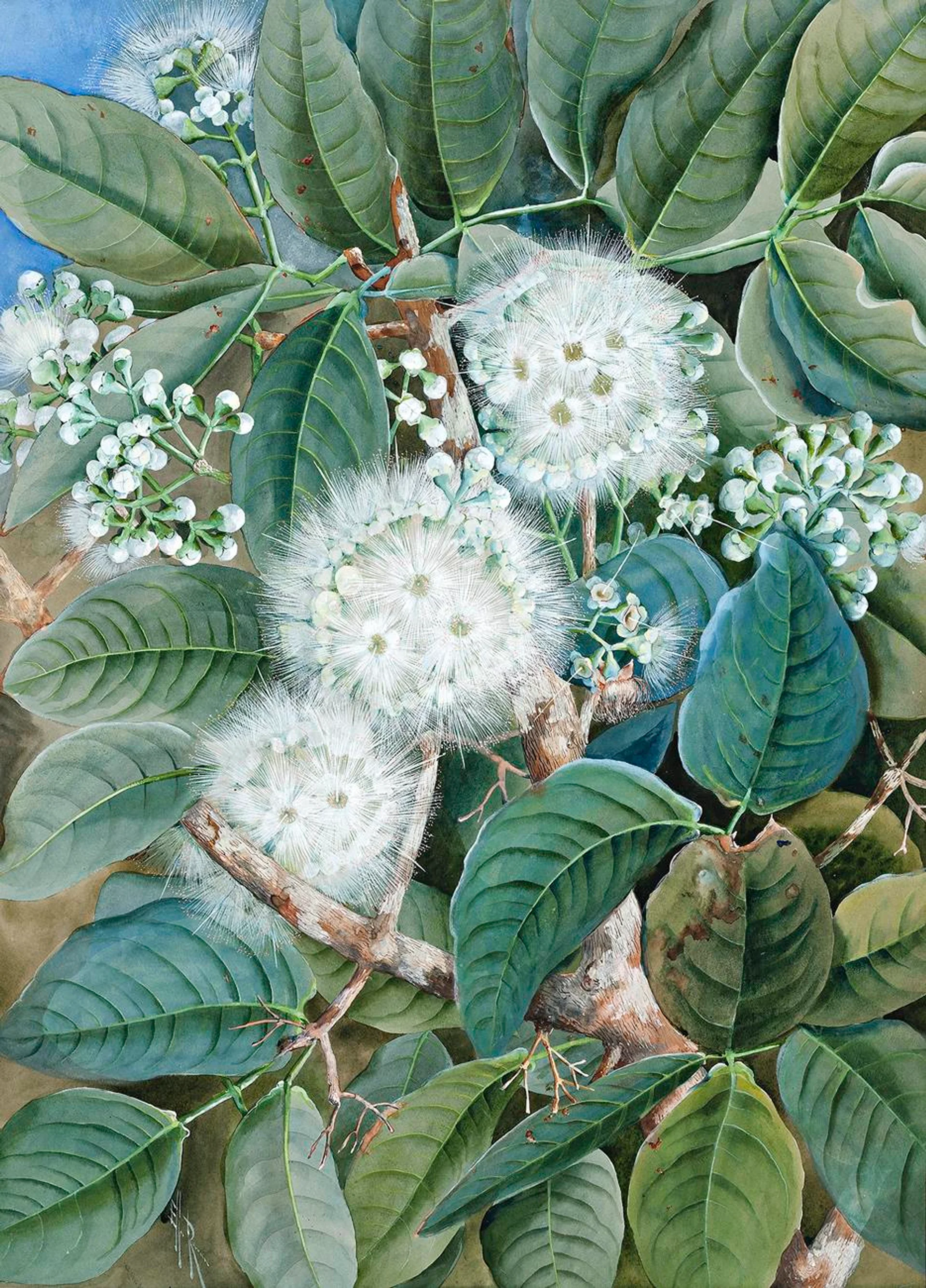 SYZYGIUM SP.