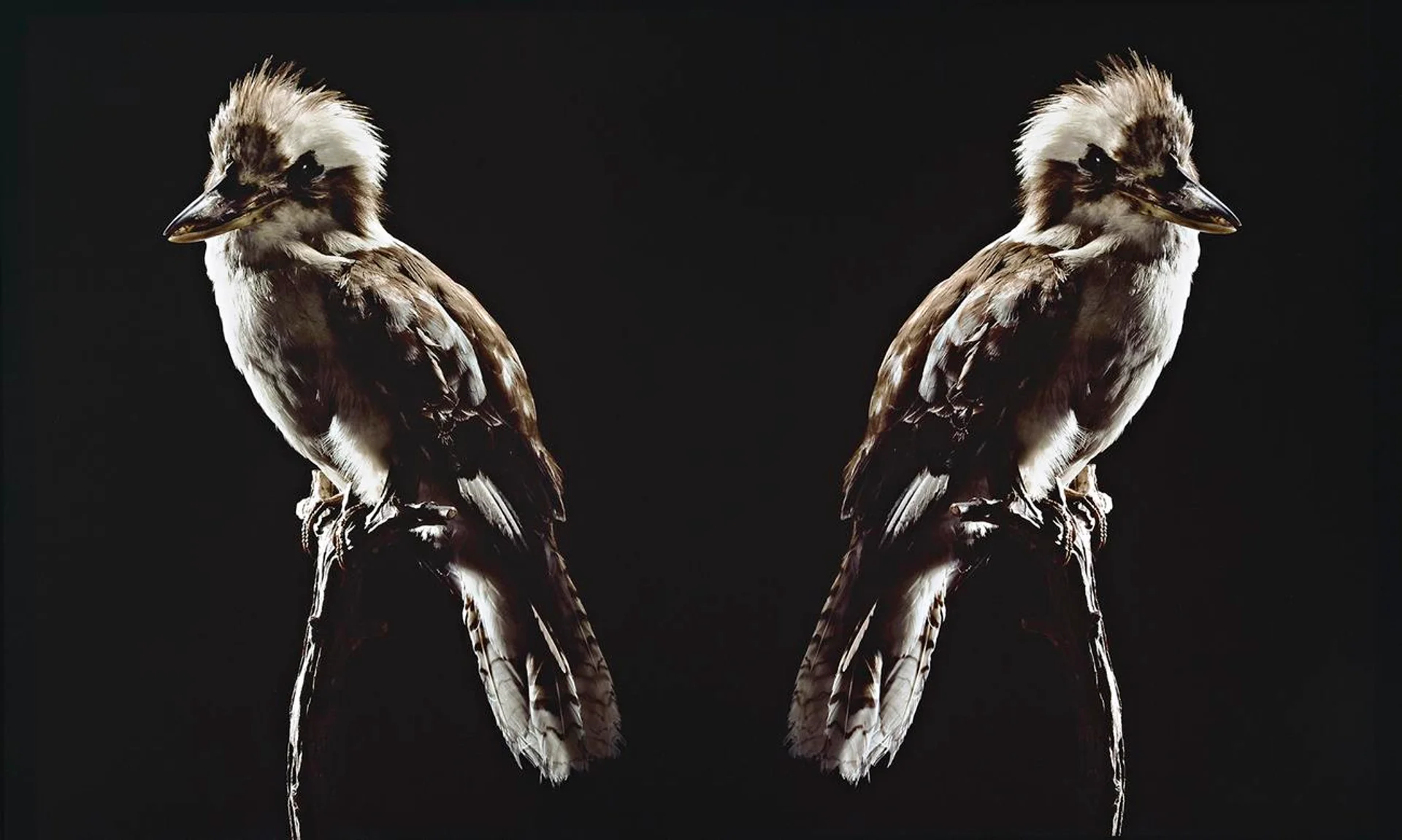 IGNORATIA (KOOKABURRA)