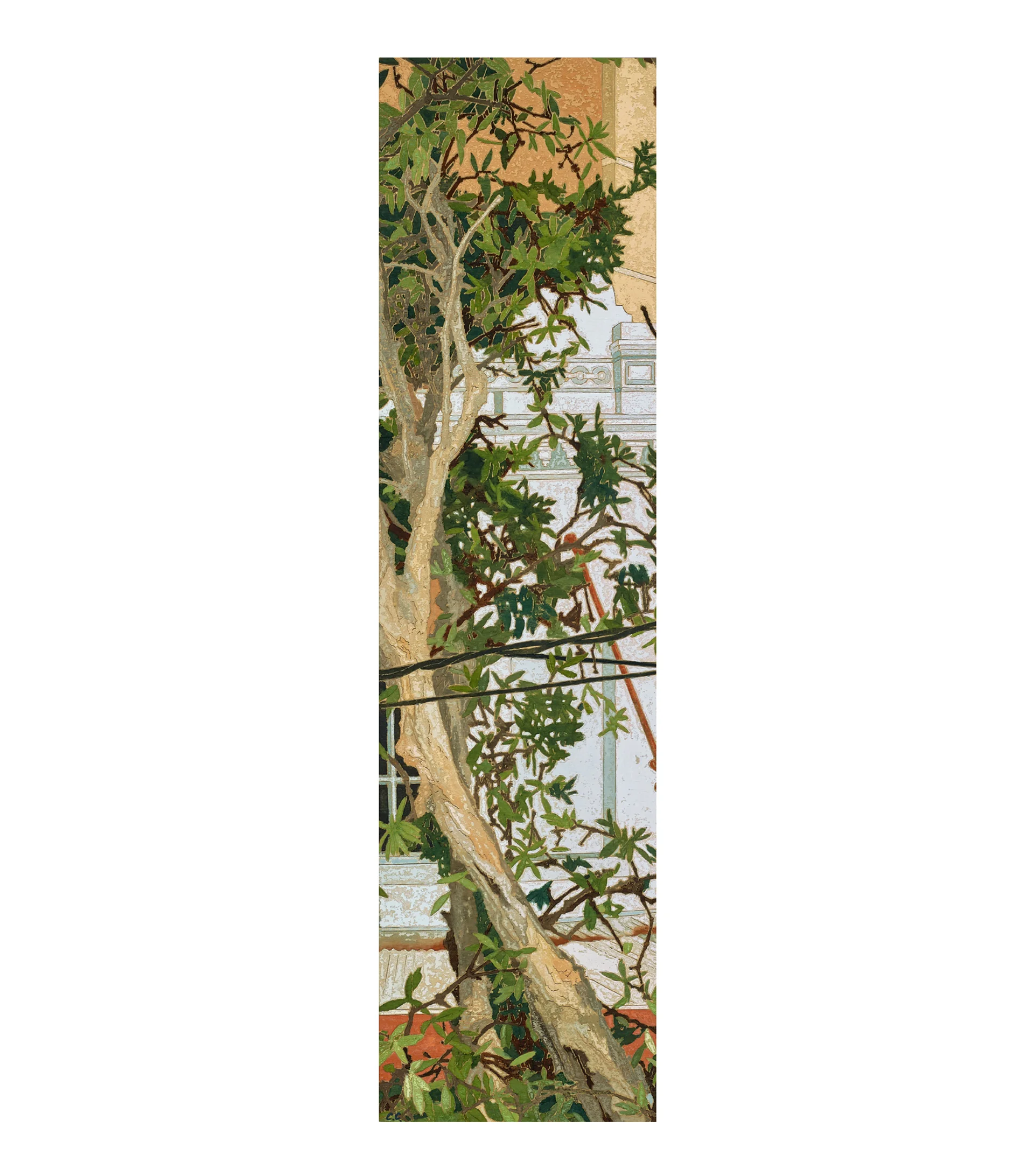 PAPER BARK TREE, EAST SYDNEY