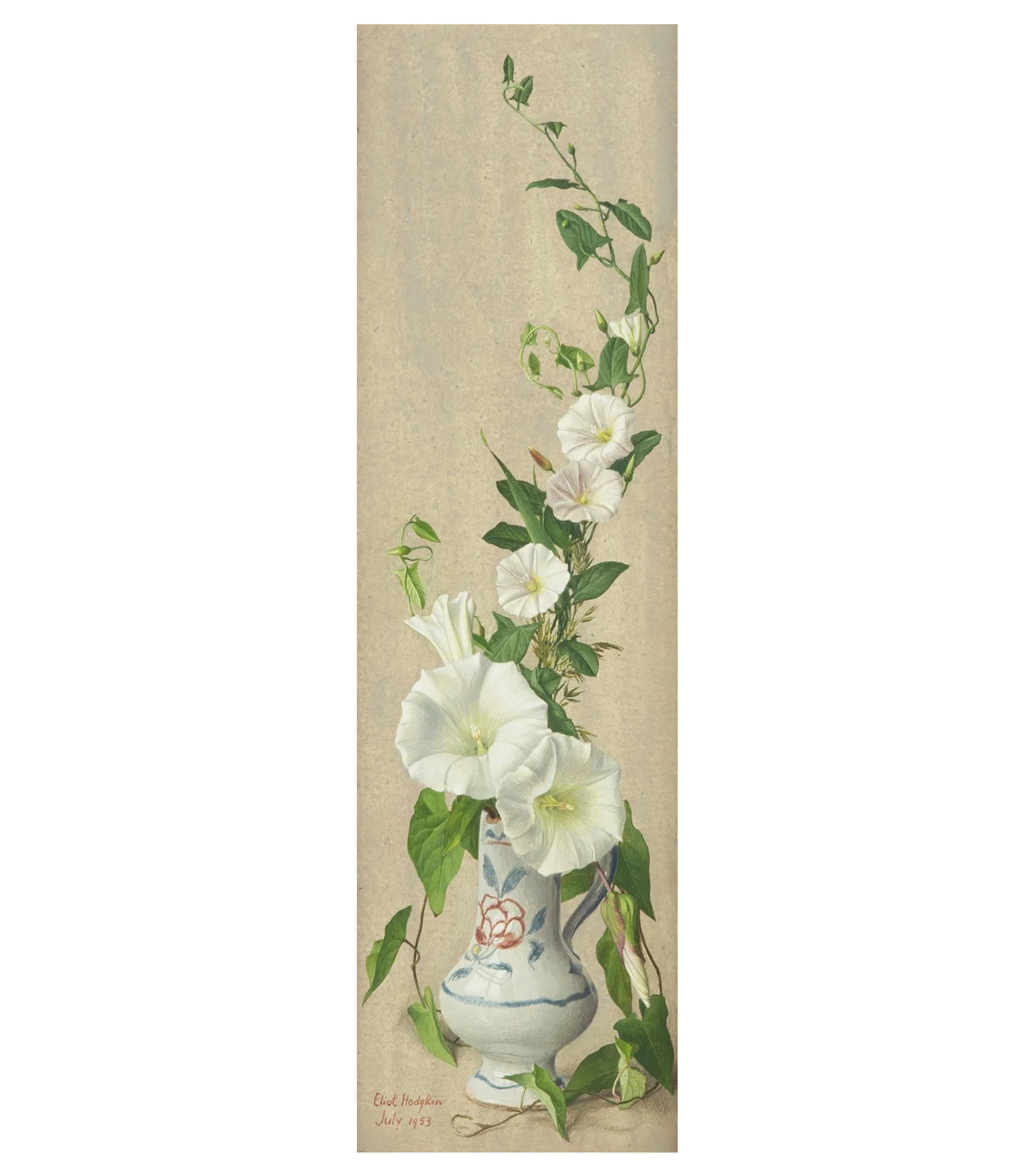 CONVOLVULUS