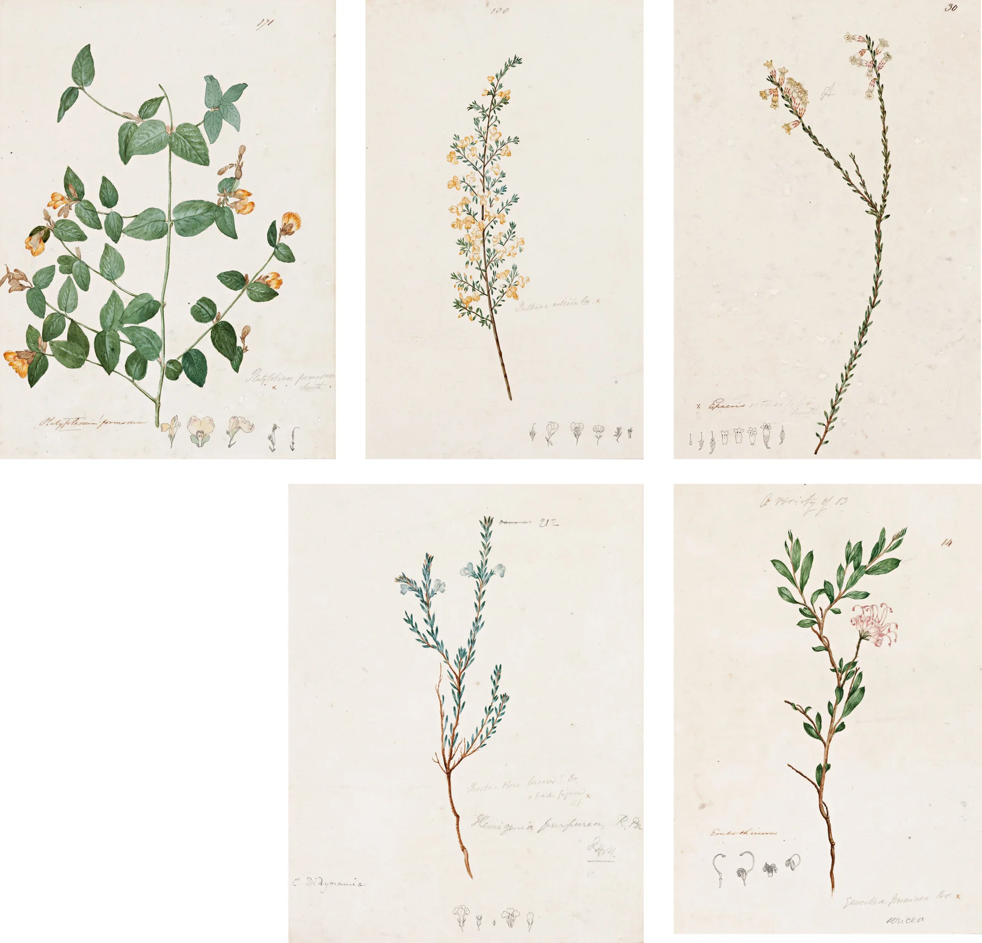 FIVE BOTANICAL STUDIES