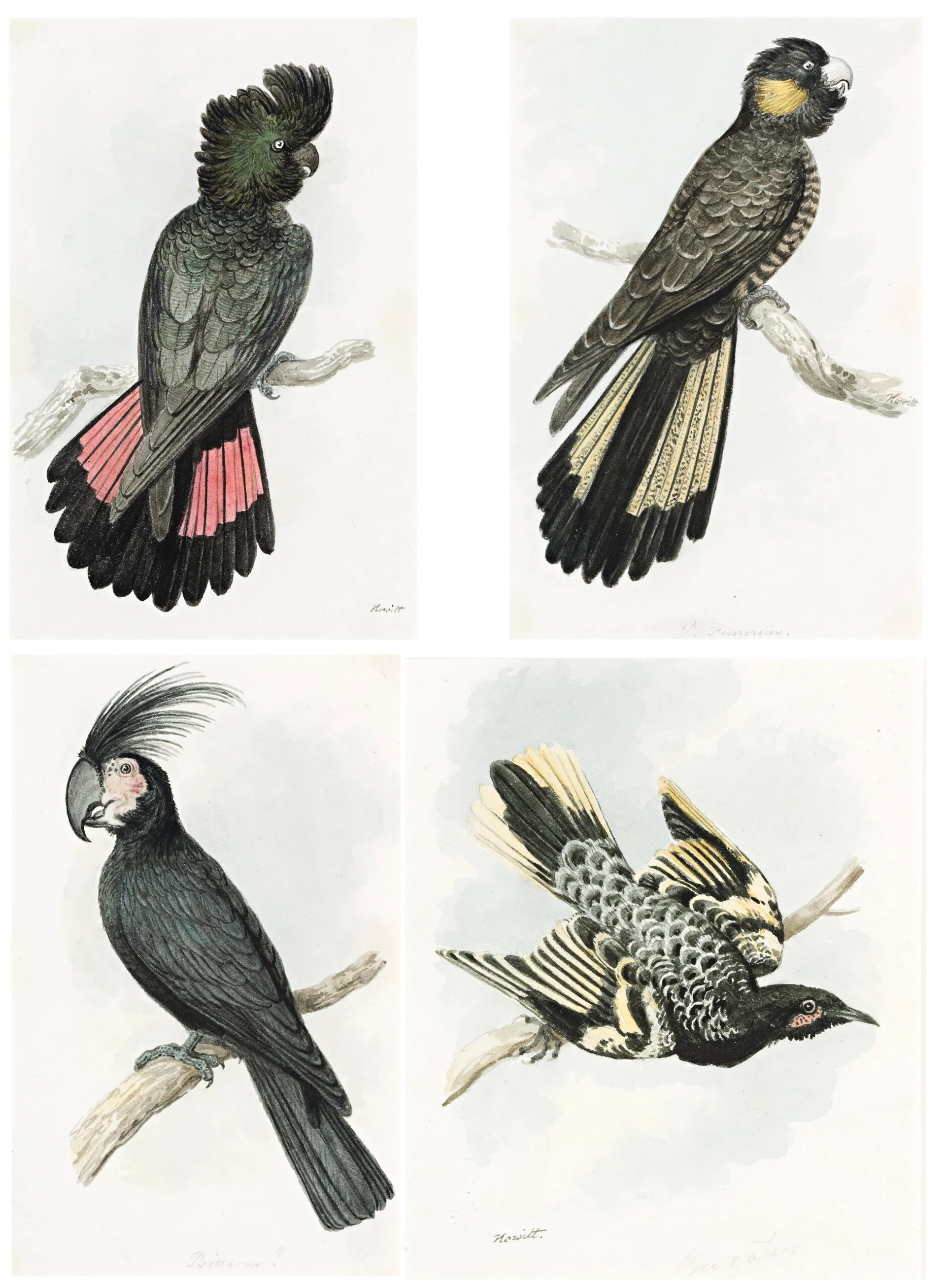 A RARE GROUP OF FOUR EARLY WATERCOLOURS OF AUSTRALIAN BIRDS