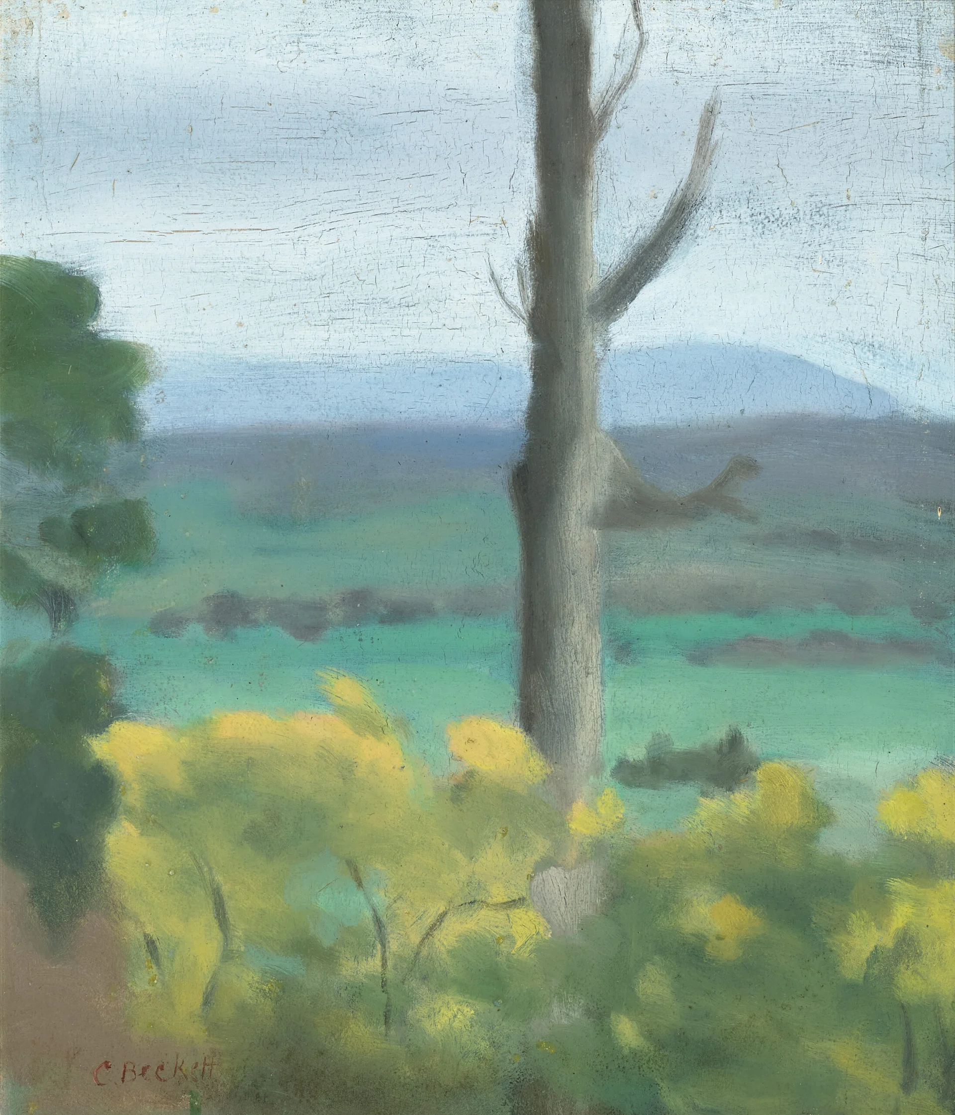 WATTLE AT SHERBROOKE